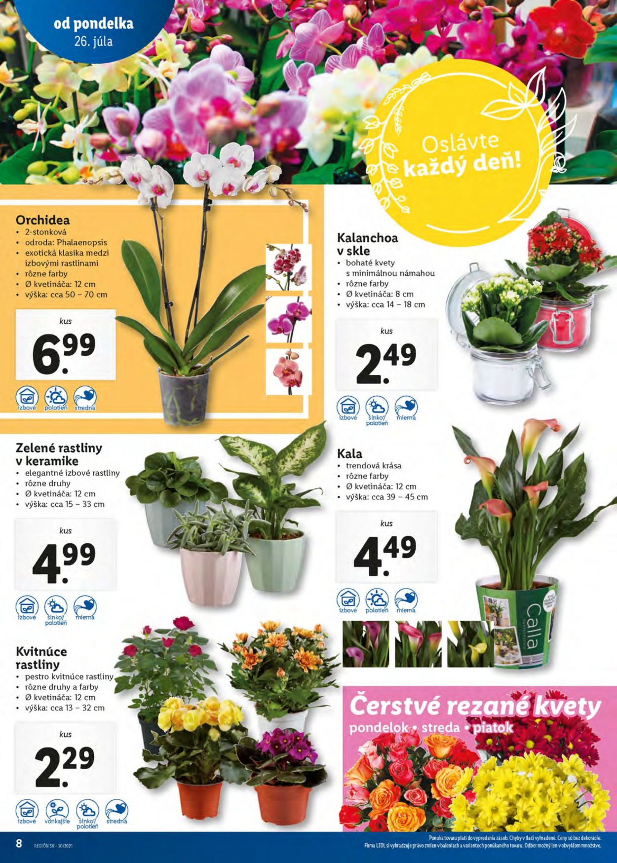 thumbnail - Leták Lidl - 26.7.2021 - 1.8.2021 - Produkty v akcii - rastliny v keramike, orchidea, zelené rastliny, izbové rastliny, kvitnúce rastliny. Strana 8.