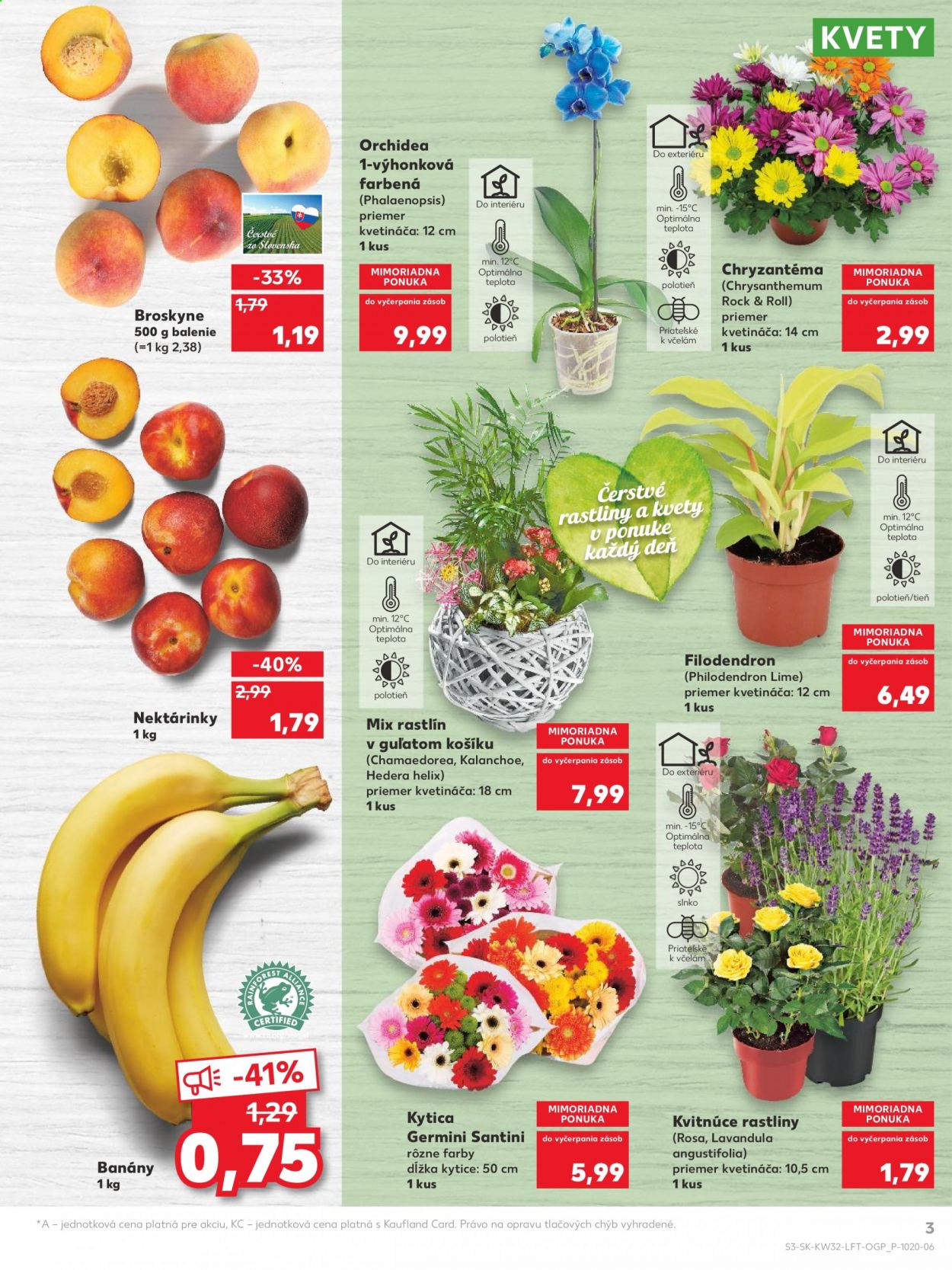 thumbnail - Leták Kaufland - 12.8.2021 - 18.8.2021 - Produkty v akcii - broskyne, nektárinky, banány, kytica, kvitnúce rastliny, mix rastlín, filodendron, chryzantéma, orchidea. Strana 3.
