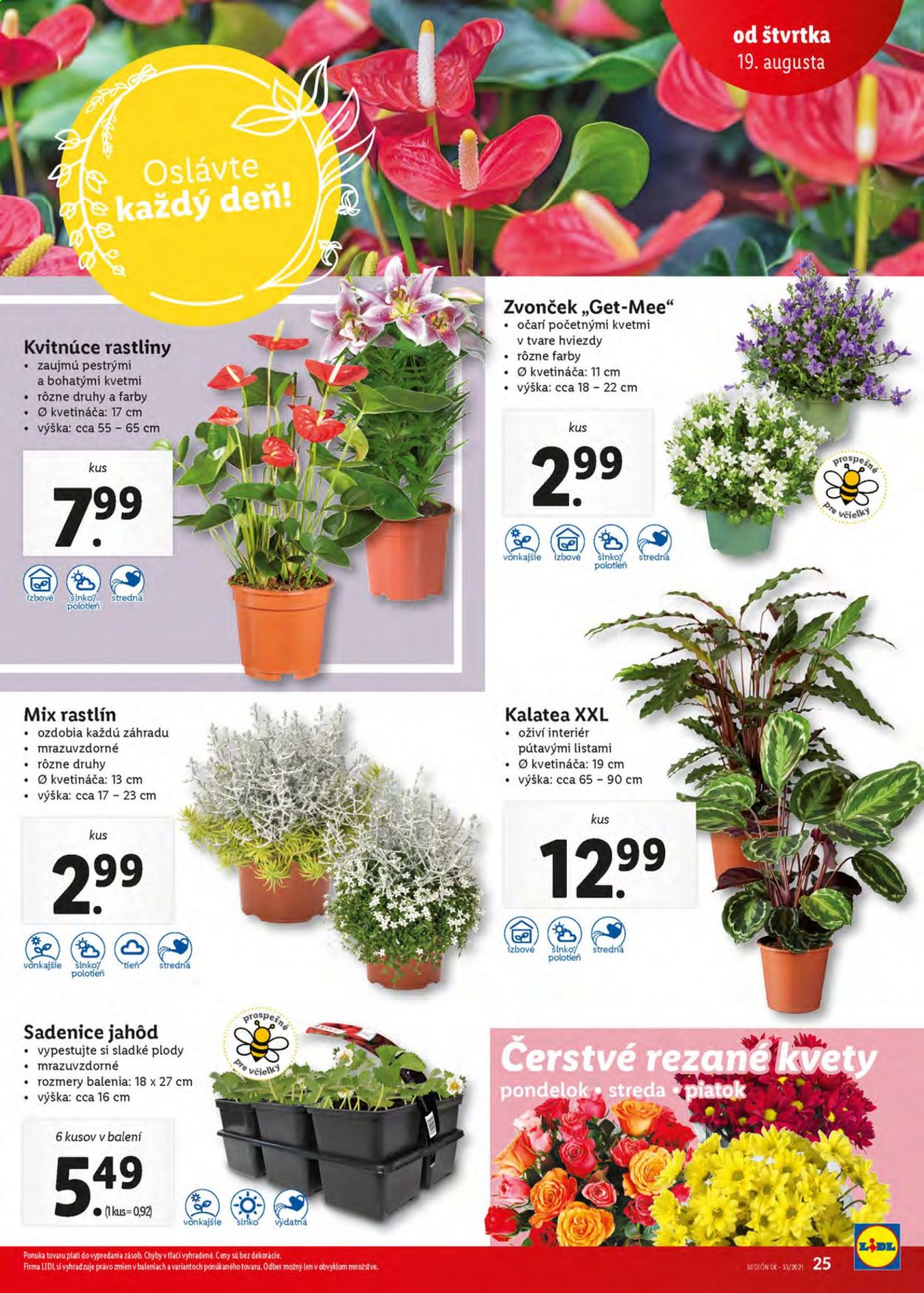 Leták Lidl - 19.8.2021 - 22.8.2021. Strana 26