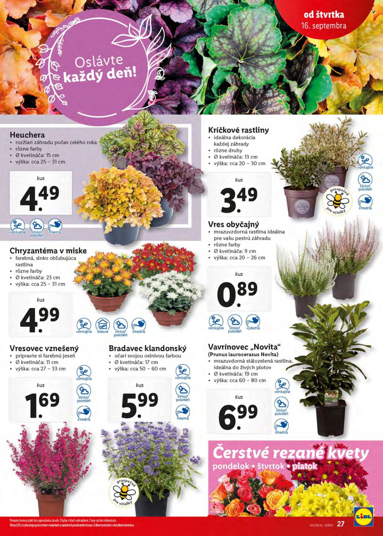 Leták Lidl - 16.9.2021 - 19.9.2021. Strana 27