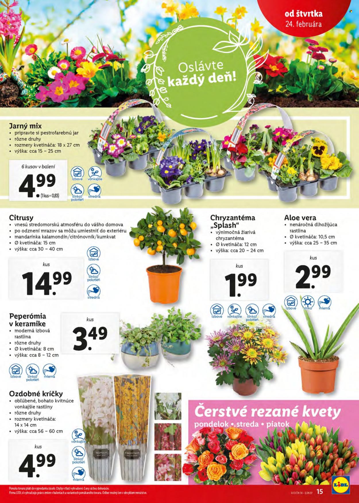 Leták Lidl - 24.2.2022 - 27.2.2022. Strana 15