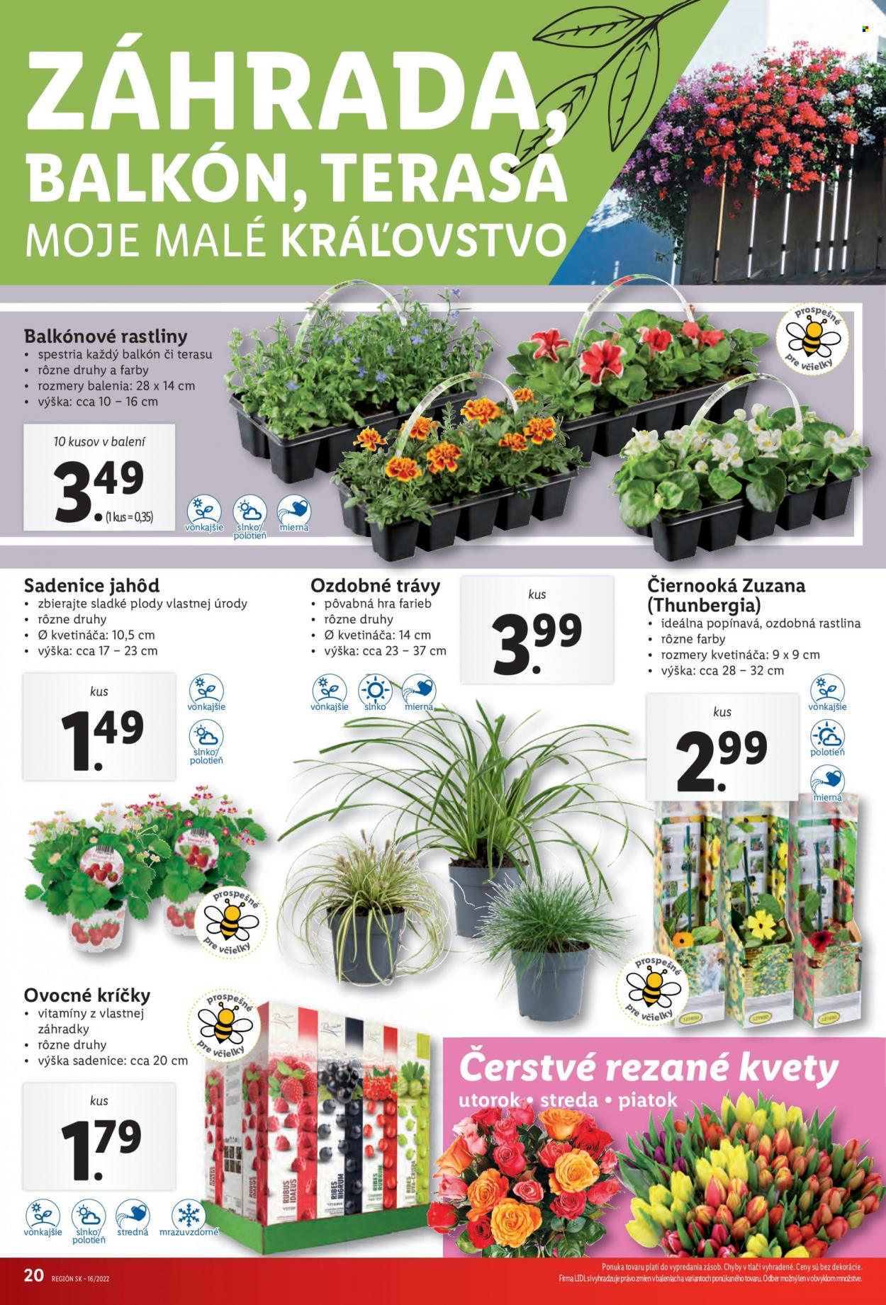 Leták Lidl - 21.4.2022 - 24.4.2022. Strana 20