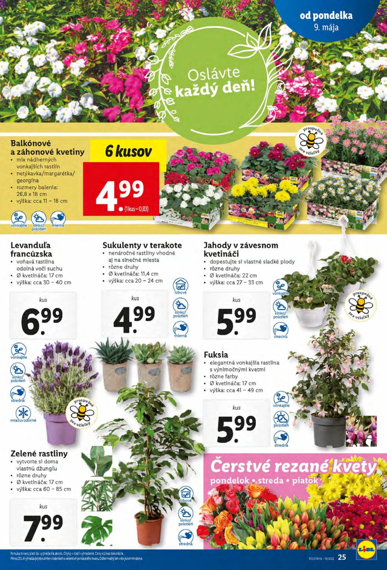 Leták Lidl - 9.5.2022 - 15.5.2022. Strana 25