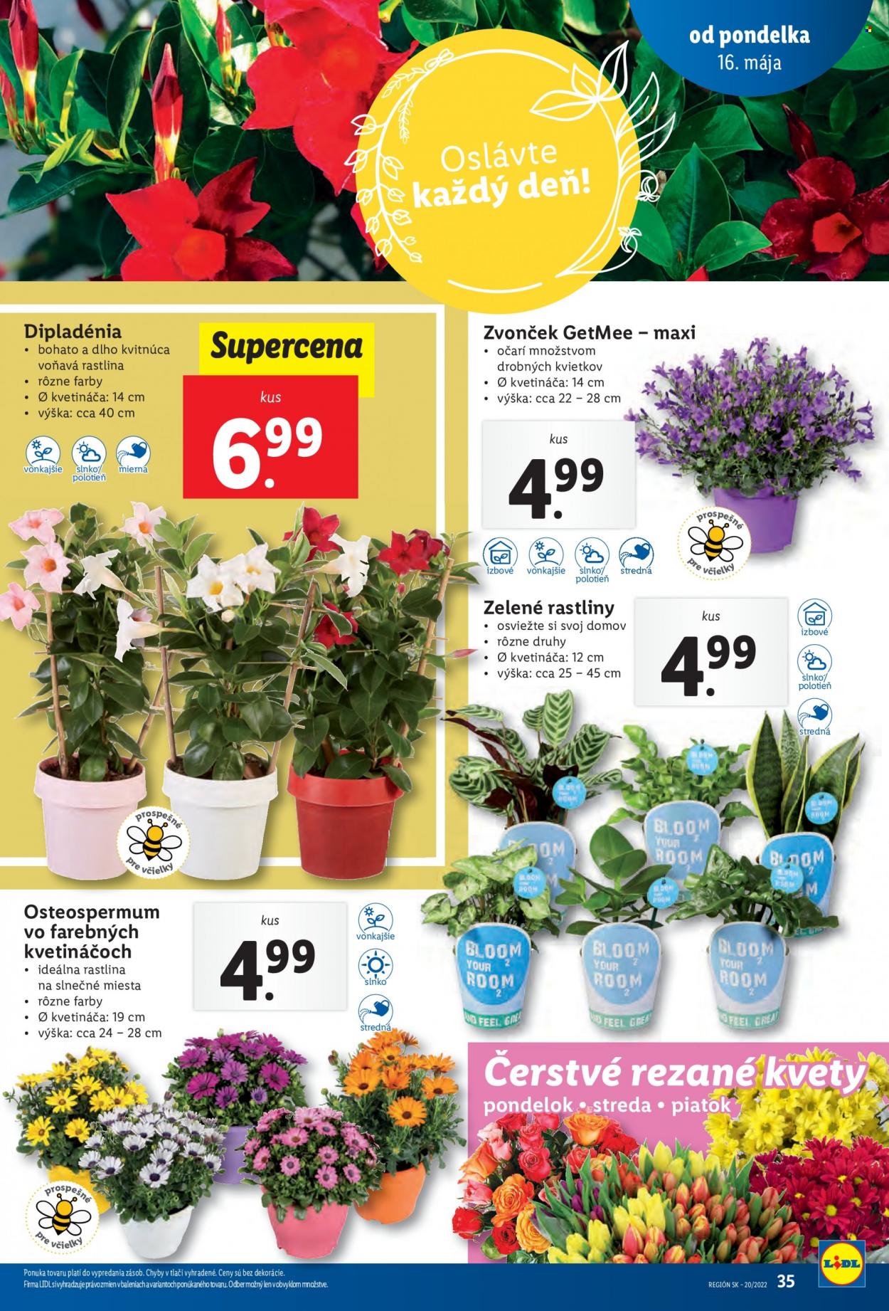 Leták Lidl - 16.5.2022 - 22.5.2022. Strana 36
