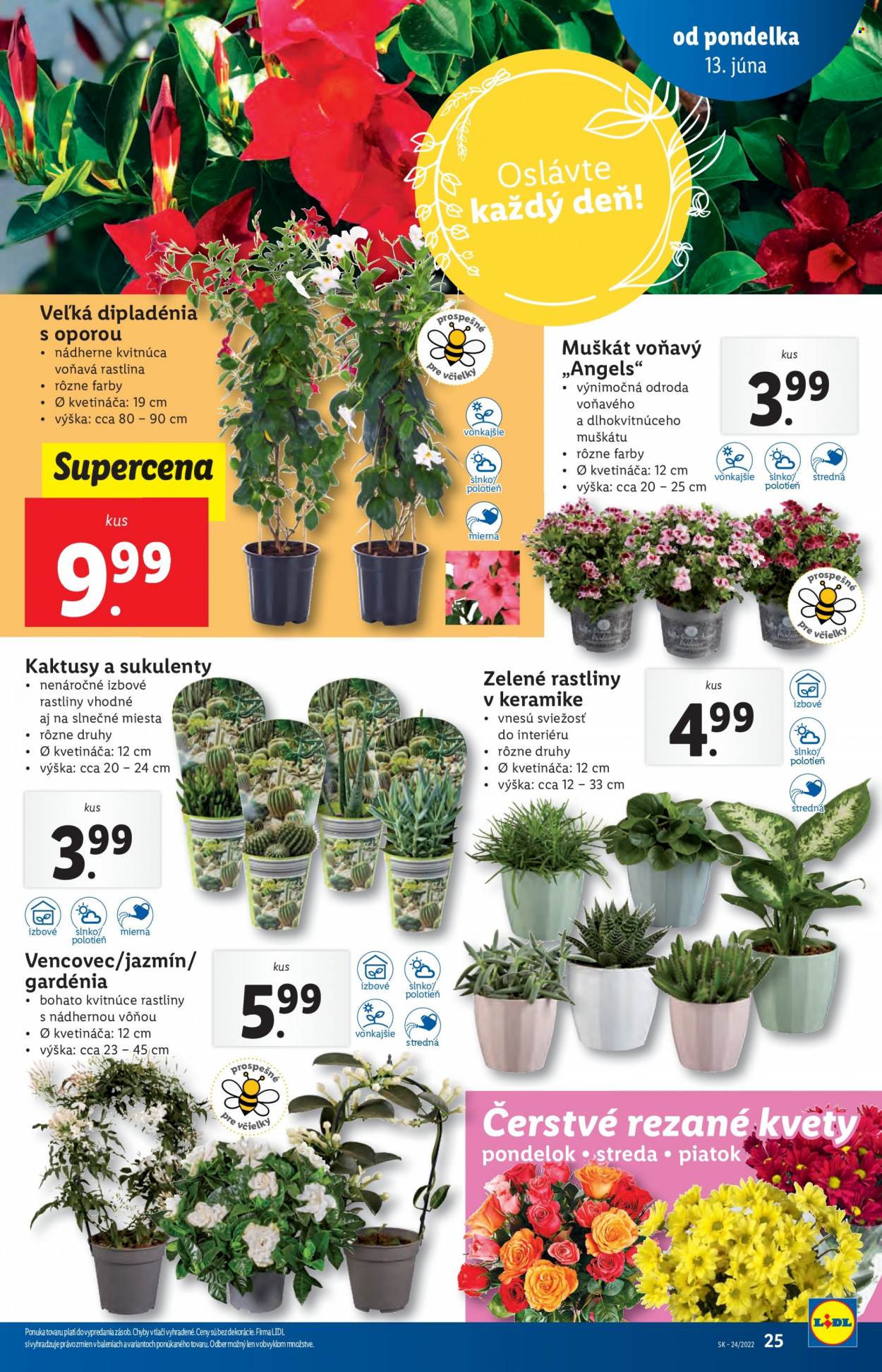 Leták Lidl - 13.6.2022 - 19.6.2022. Strana 25