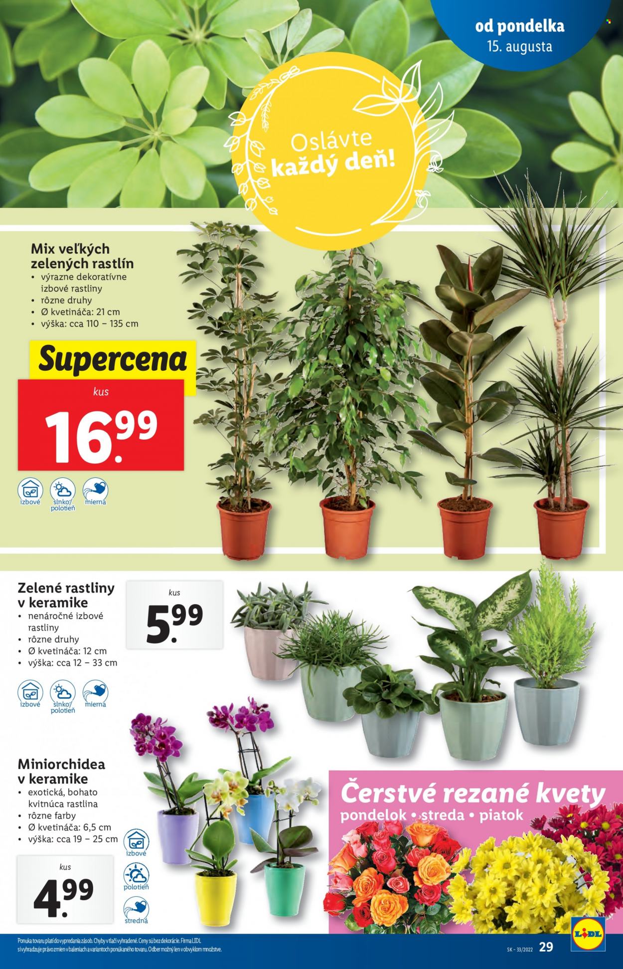 Leták Lidl - 15.8.2022 - 21.8.2022. Strana 29