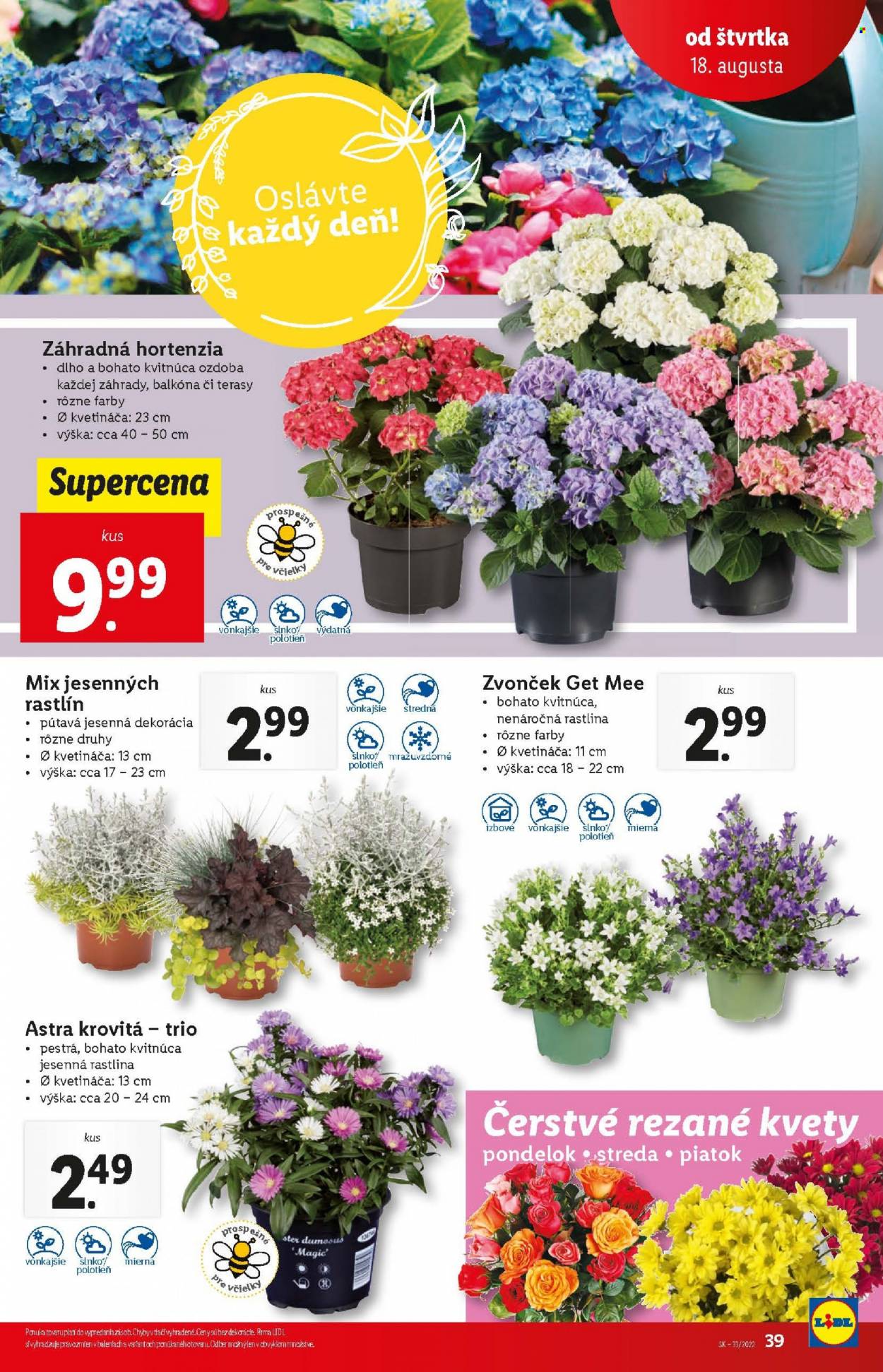 Leták Lidl - 18.8.2022 - 21.8.2022. Strana 39