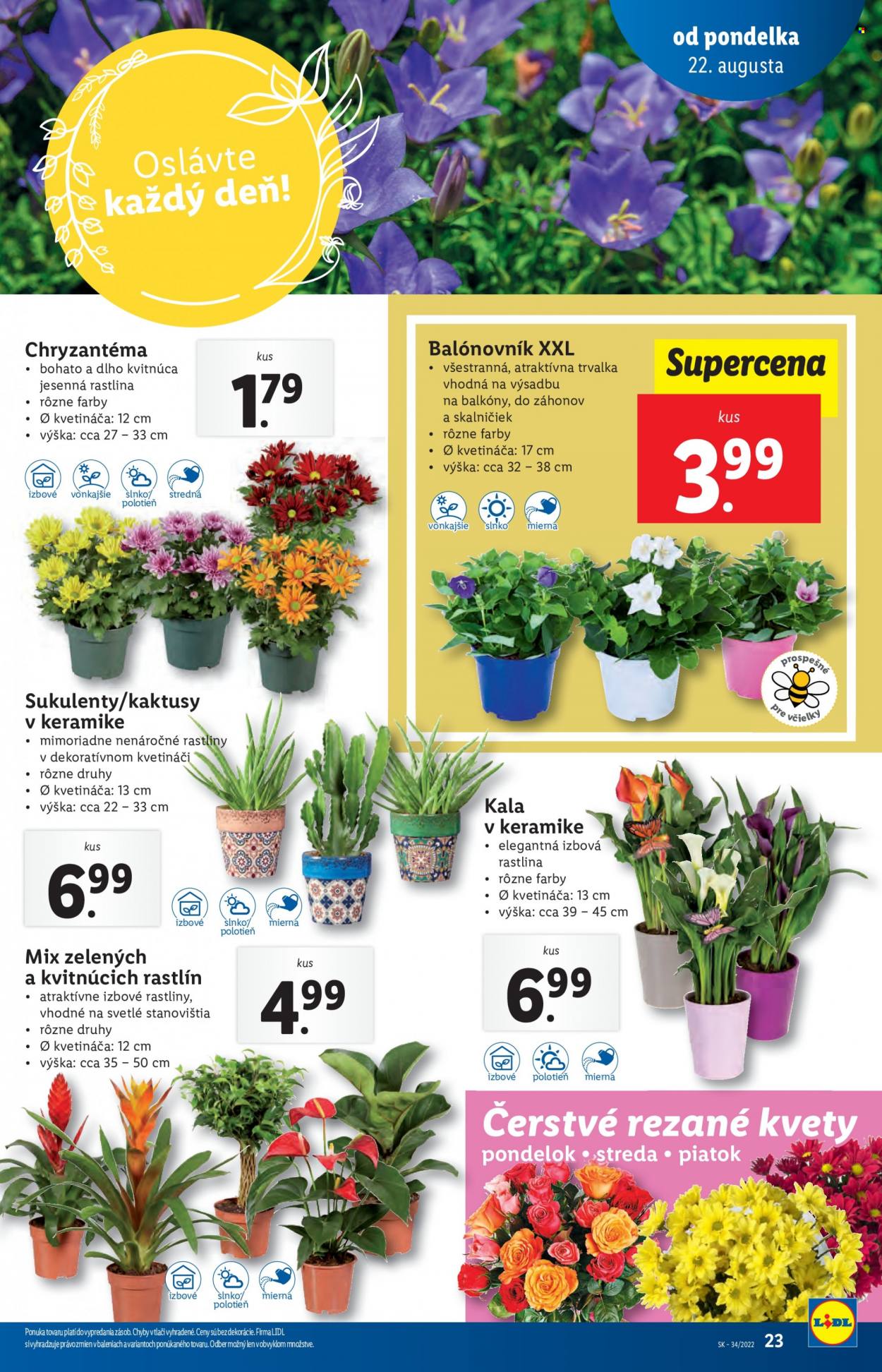 Leták Lidl - 22.8.2022 - 28.8.2022. Strana 23