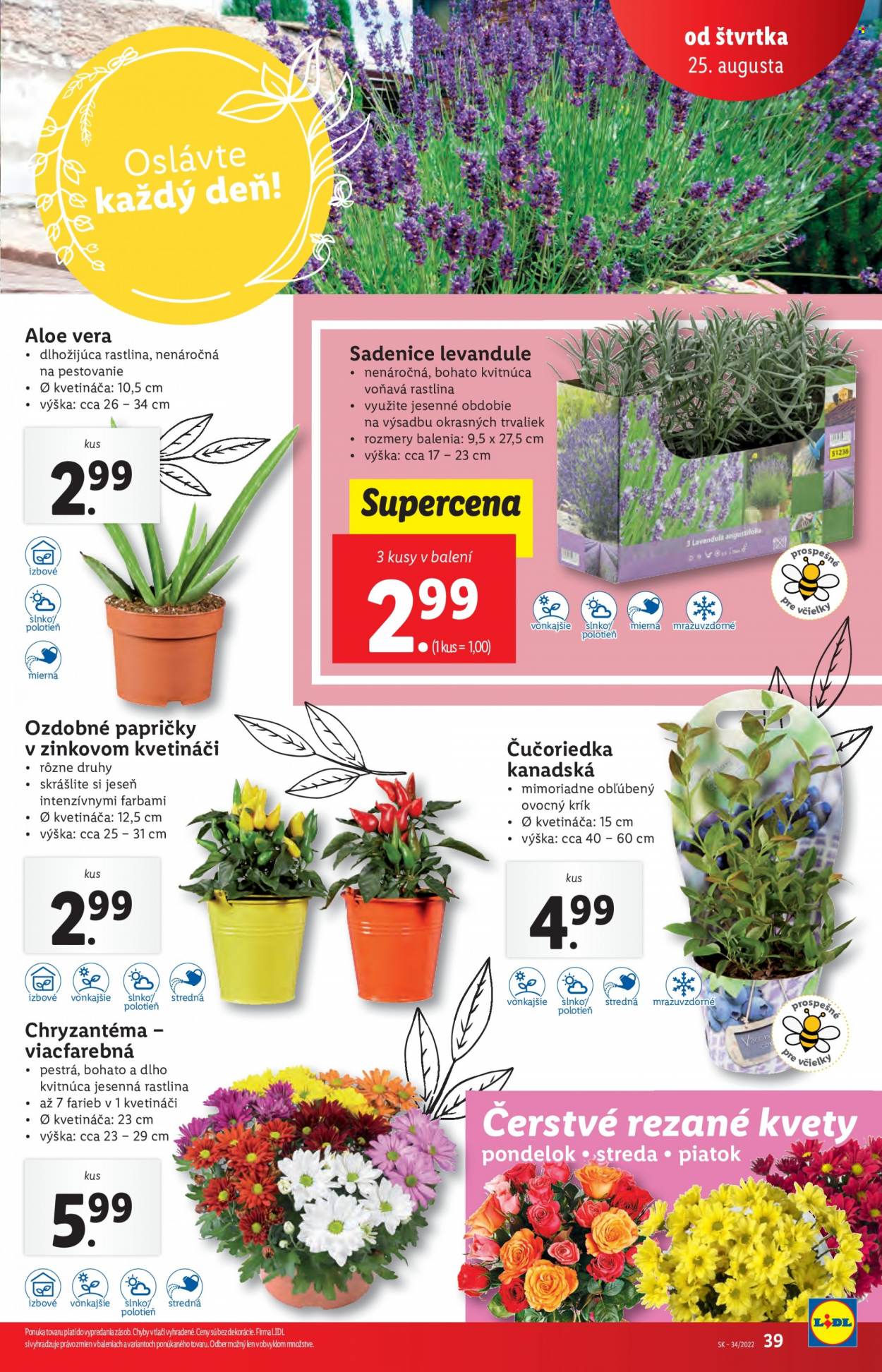 Leták Lidl - 25.8.2022 - 28.8.2022. Strana 39