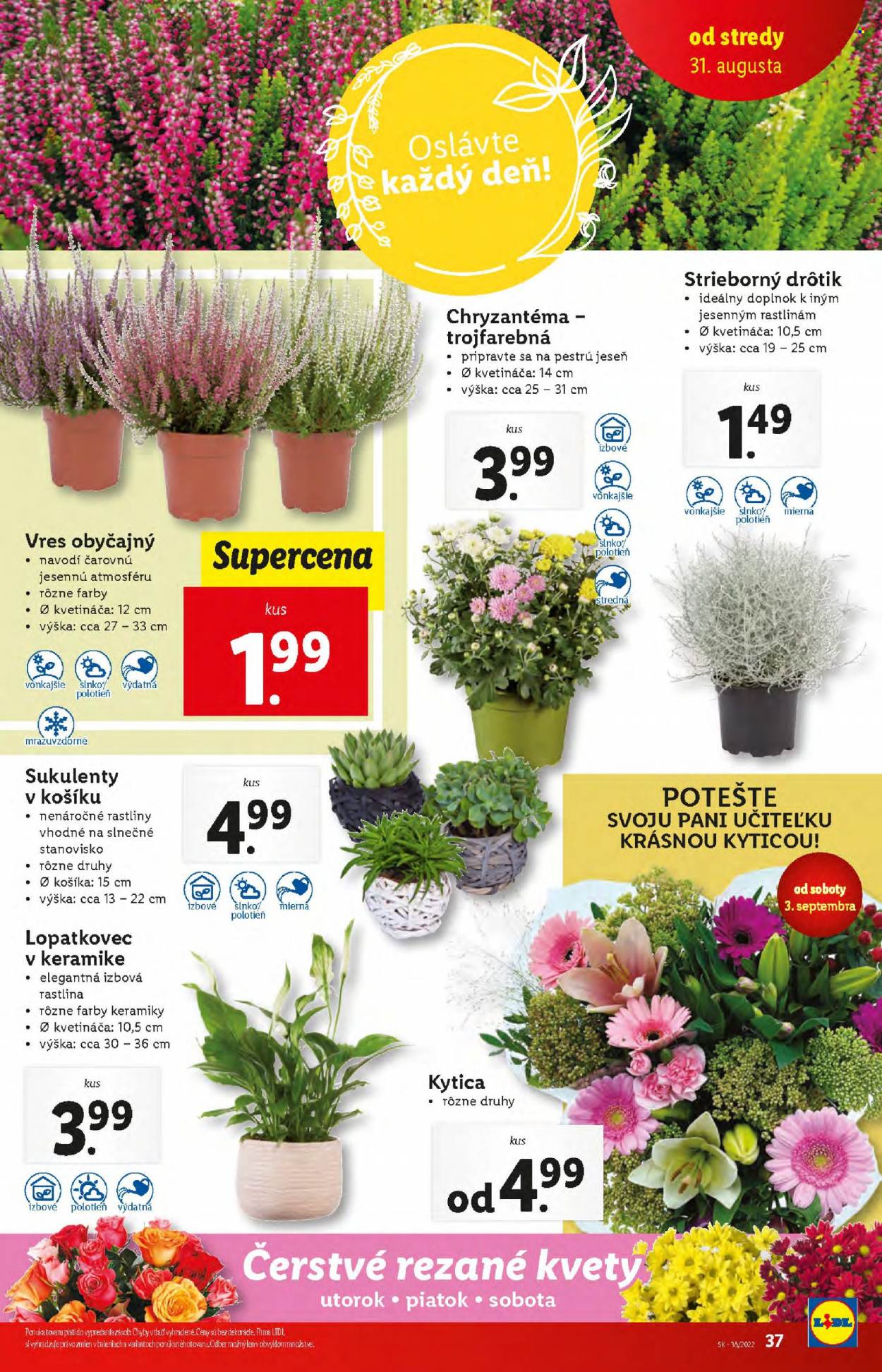 Leták Lidl - 31.8.2022 - 4.9.2022. Strana 37