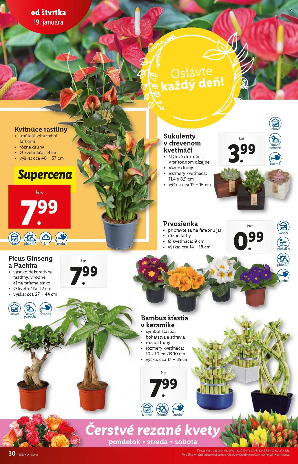 Leták Lidl - 19.1.2023 - 22.1.2023. Strana 30