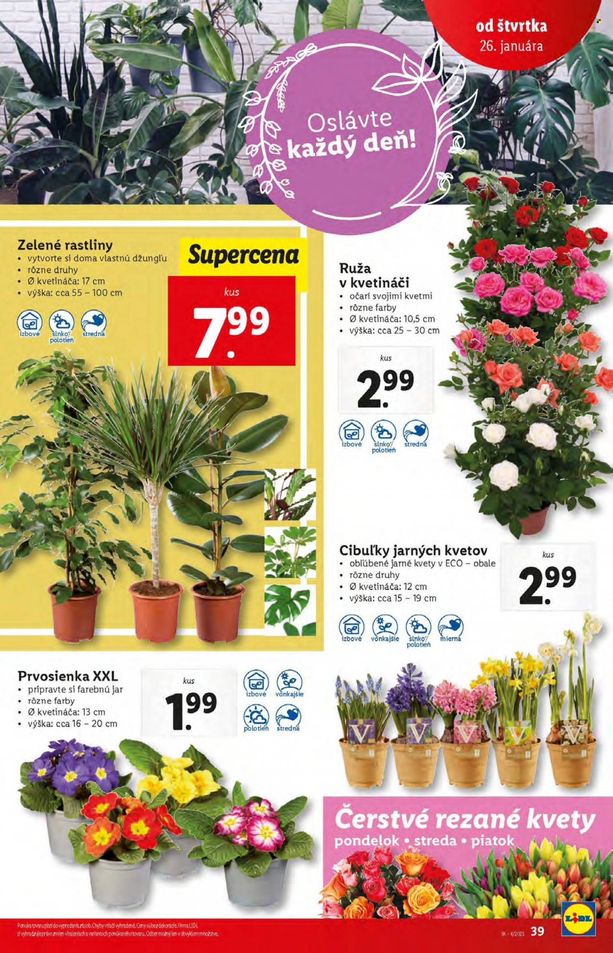 thumbnail - Leták Lidl - 26.1.2023 - 29.1.2023 - Produkty v akcii - cibuľky kvetín, izbové rastliny, zelené rastliny, kvetinová dekorácia, rastlina v kvetináči, ruža, vonkajšie rastliny, prvosienka. Strana 39.