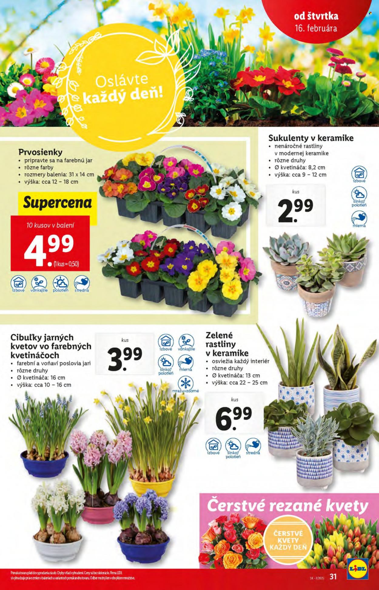 Leták Lidl - 16.2.2023 - 19.2.2023. Strana 31