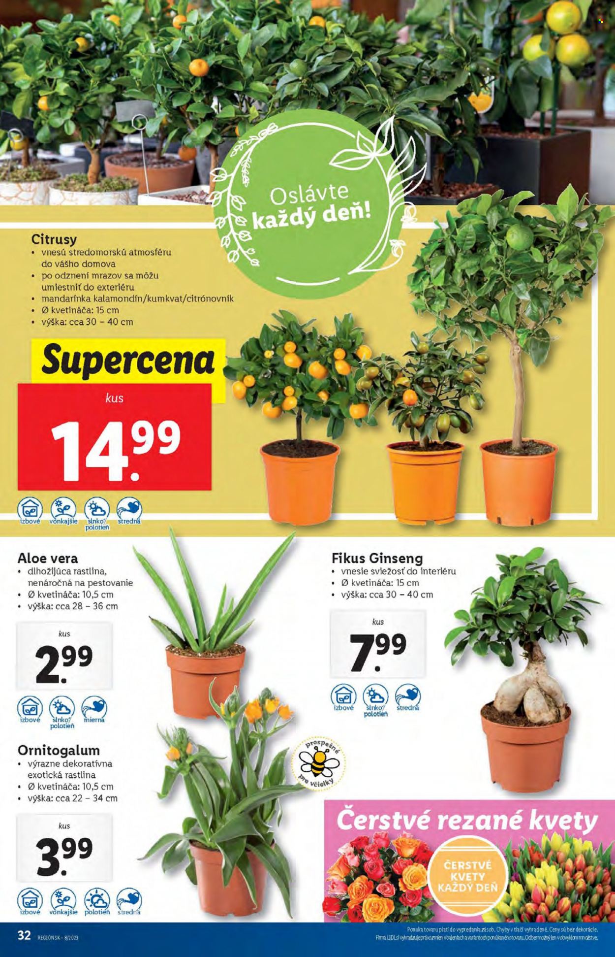 Leták Lidl - 20.2.2023 - 26.2.2023. Strana 32