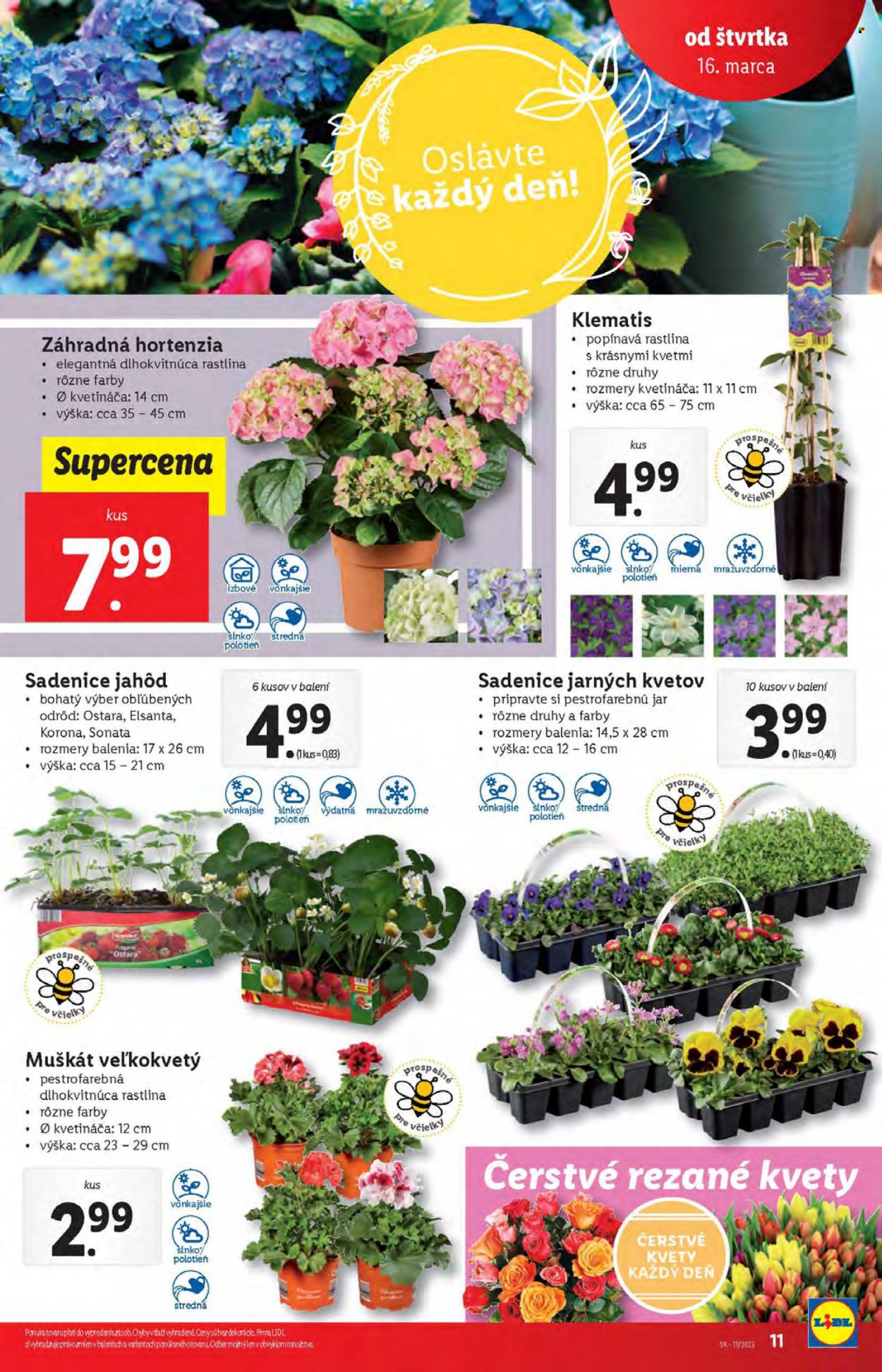 Leták Lidl - 16.3.2023 - 19.3.2023. Strana 11