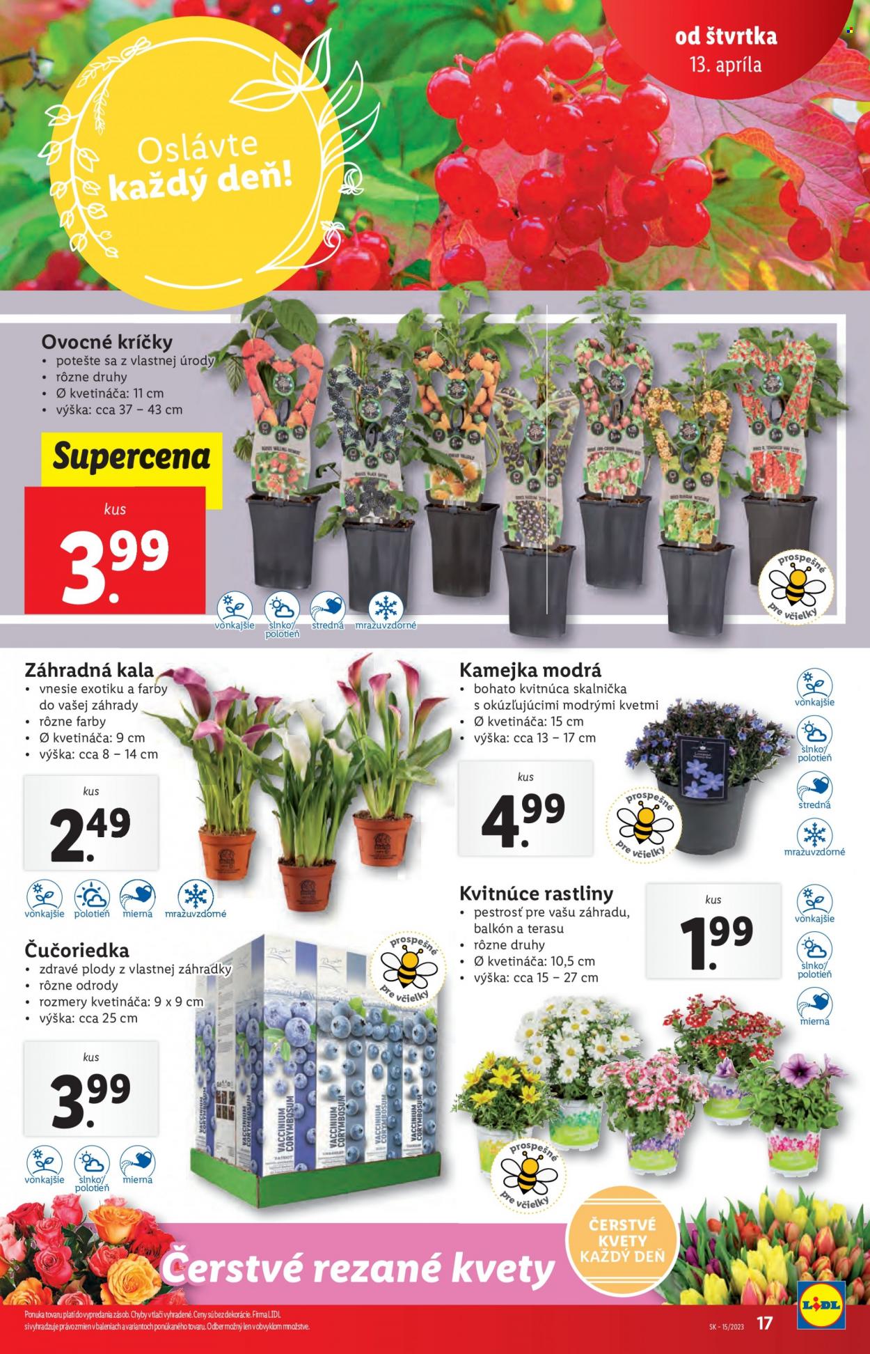 Leták Lidl - 13.4.2023 - 16.4.2023. Strana 17