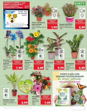 thumbnail - Gerbera Jamesonova