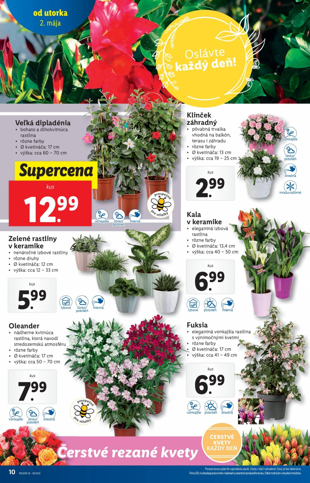 Leták Lidl - 2.5.2023 - 7.5.2023. Strana 10