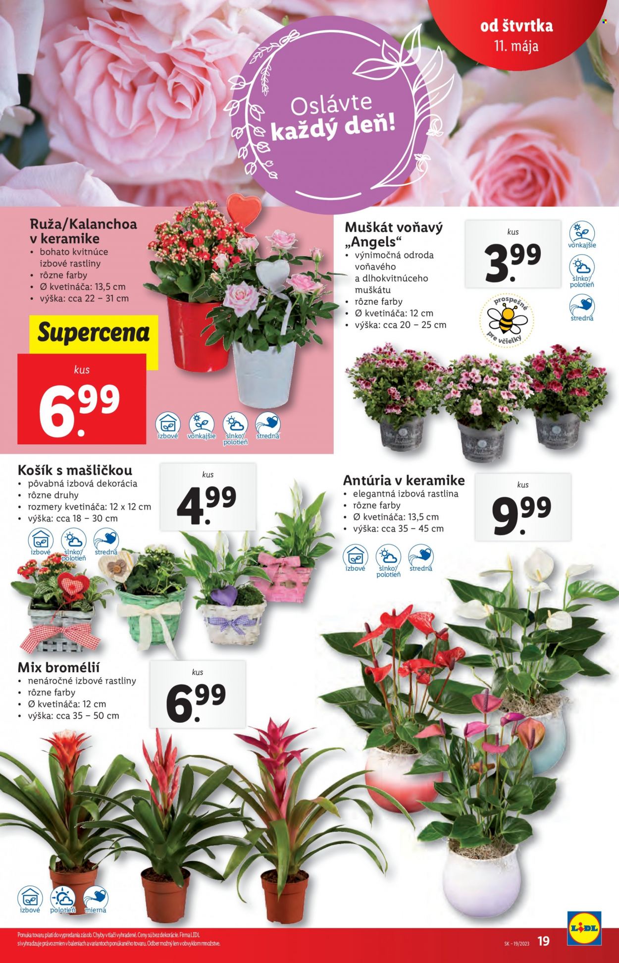 Leták Lidl - 11.5.2023 - 14.5.2023. Strana 19