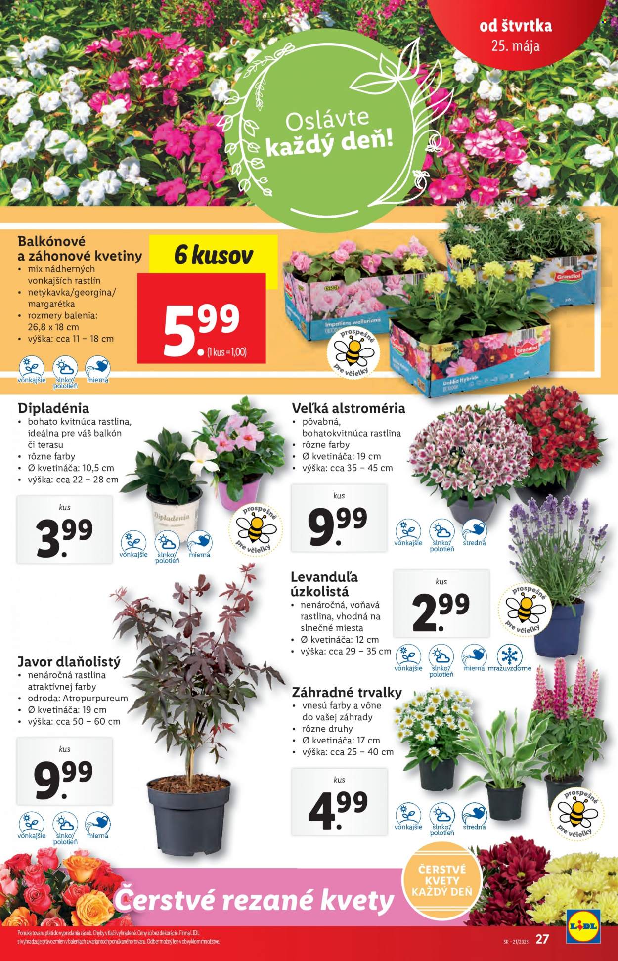 Leták Lidl - 25.5.2023 - 28.5.2023. Strana 27
