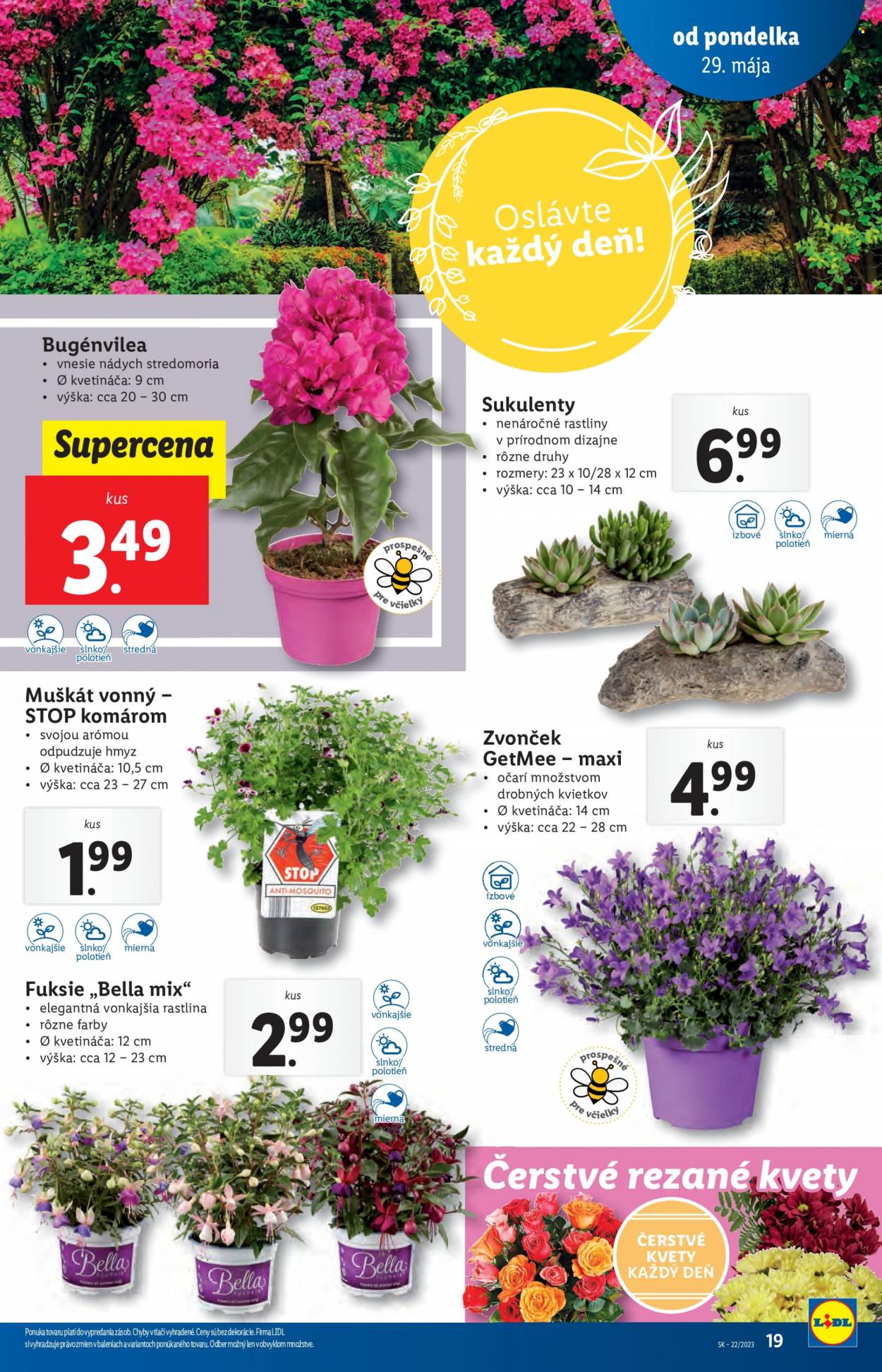Leták Lidl - 29.5.2023 - 4.6.2023. Strana 19