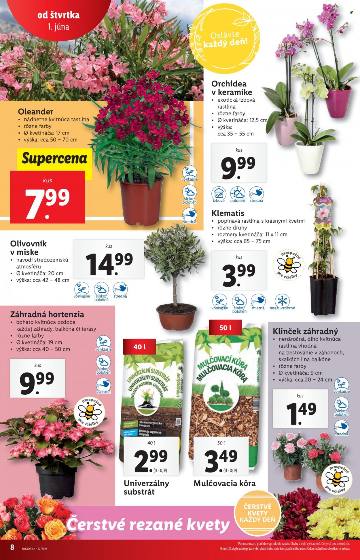Leták Lidl - 1.6.2023 - 4.6.2023. Strana 8