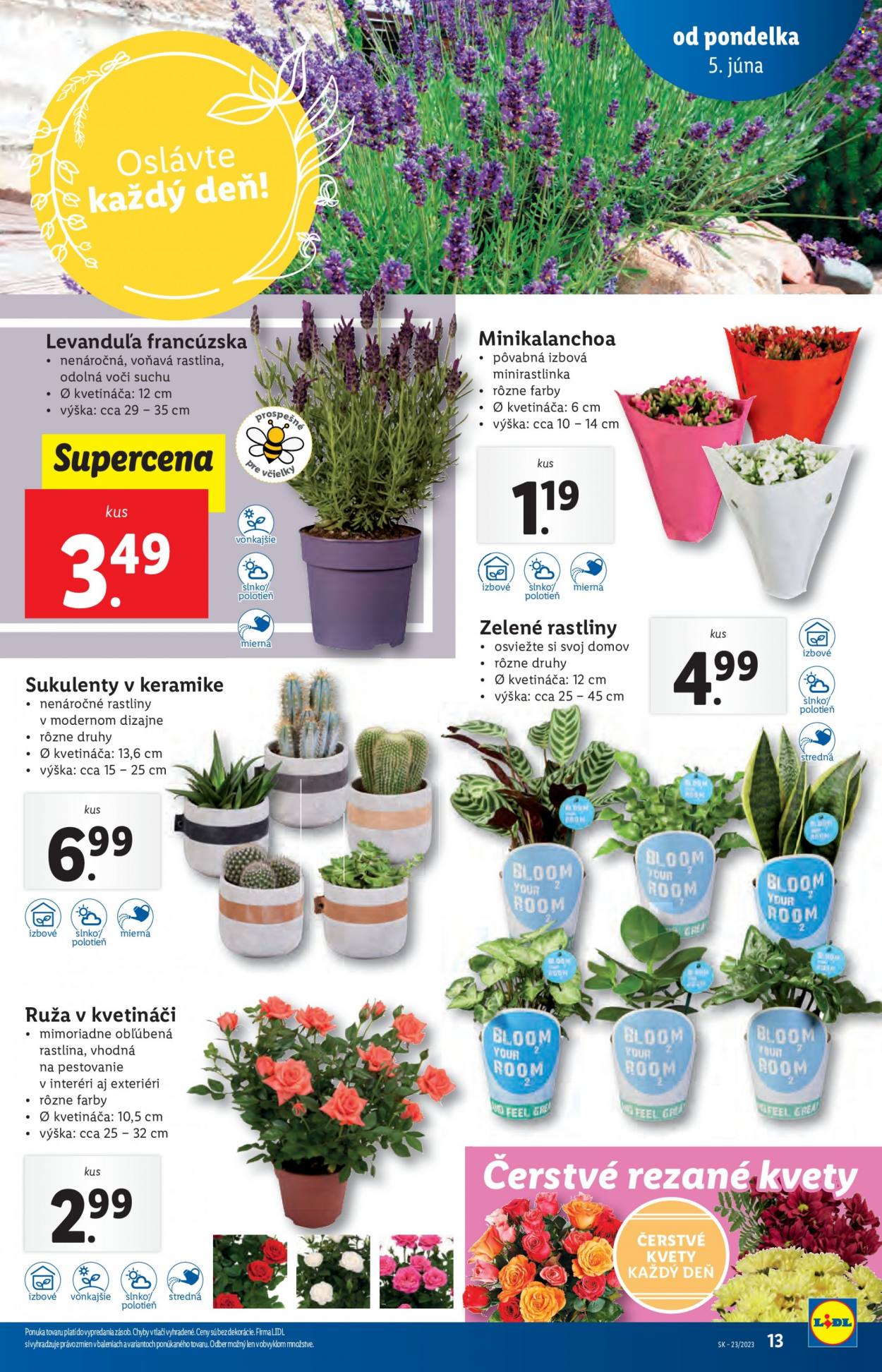 Leták Lidl - 5.6.2023 - 11.6.2023. Strana 13