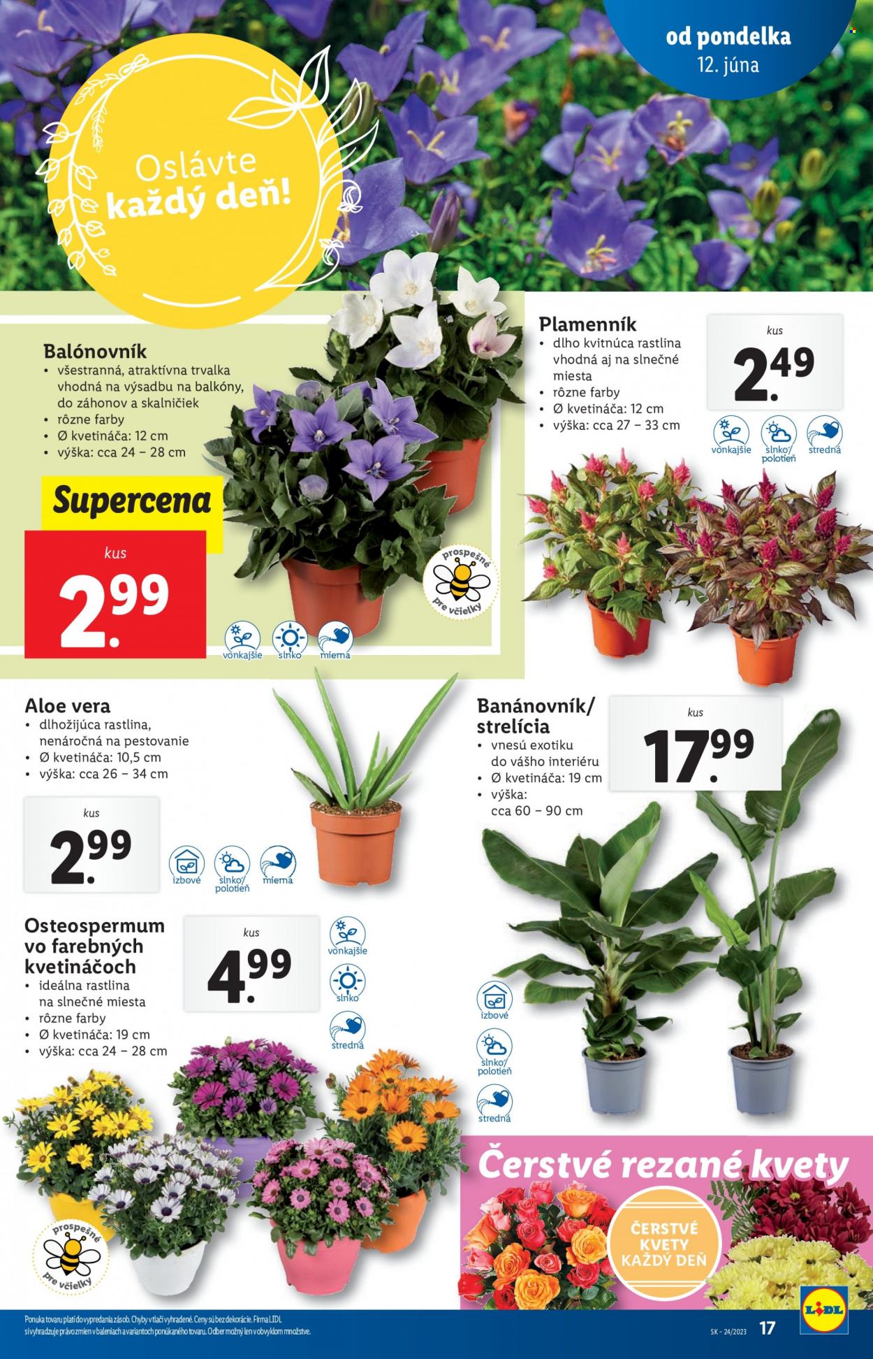 Leták Lidl - 12.6.2023 - 18.6.2023. Strana 17