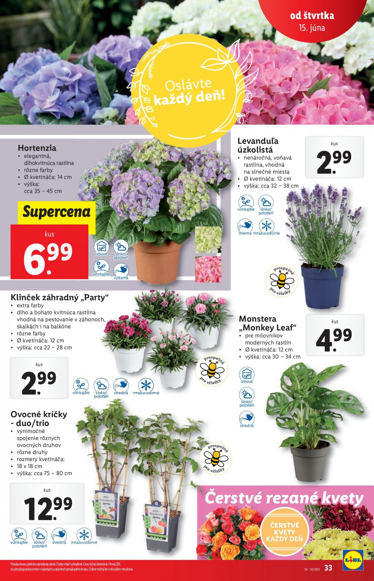 Leták Lidl - 15.6.2023 - 18.6.2023. Strana 33