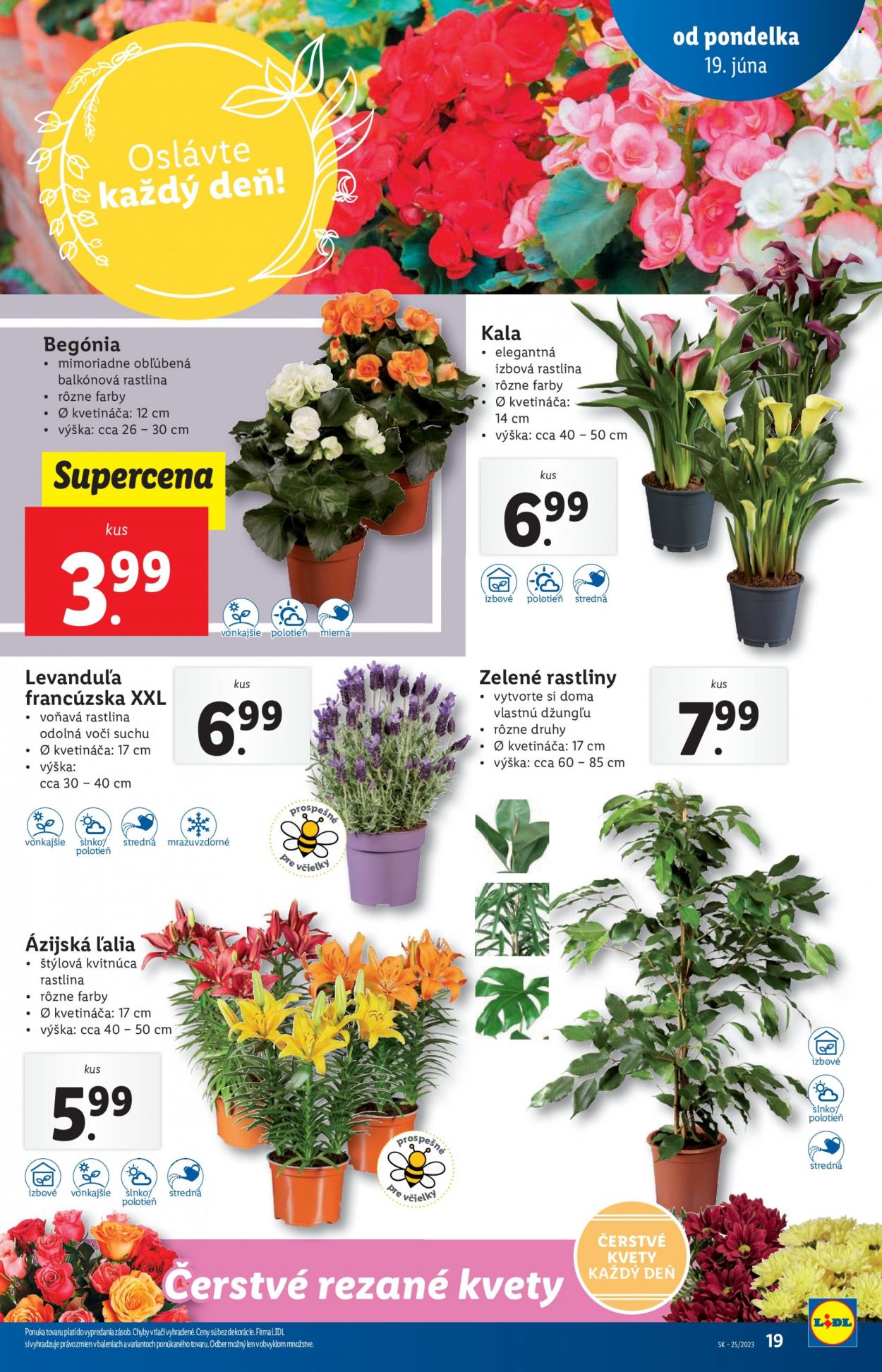 Leták Lidl - 19.6.2023 - 25.6.2023. Strana 19