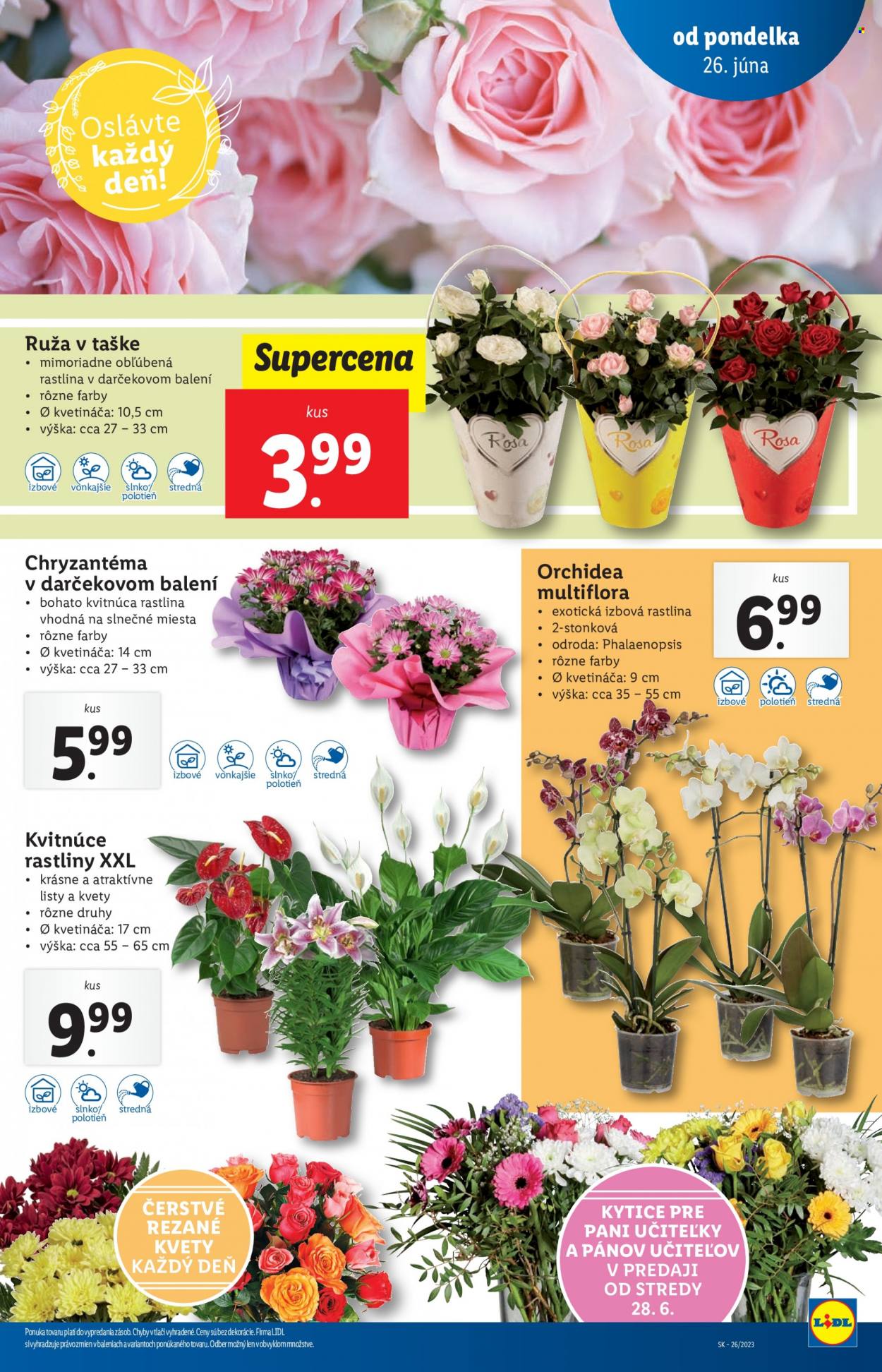 Leták Lidl - 26.6.2023 - 2.7.2023. Strana 41