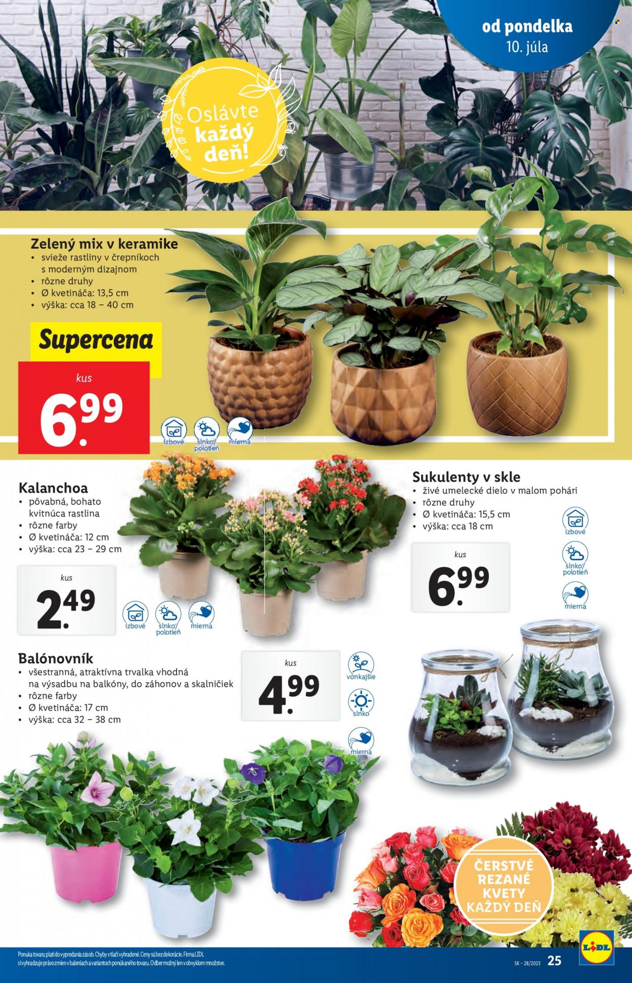 Leták Lidl - 10.7.2023 - 16.7.2023. Strana 25