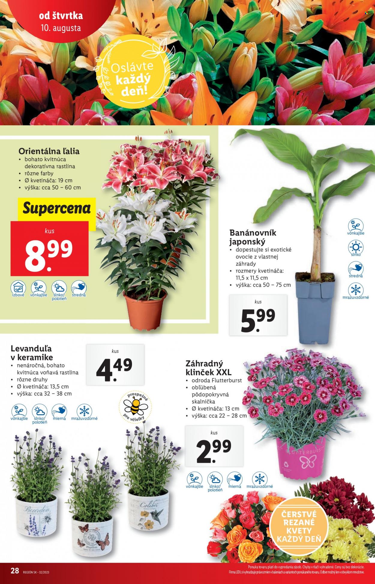 Leták Lidl - 10.8.2023 - 13.8.2023. Strana 28