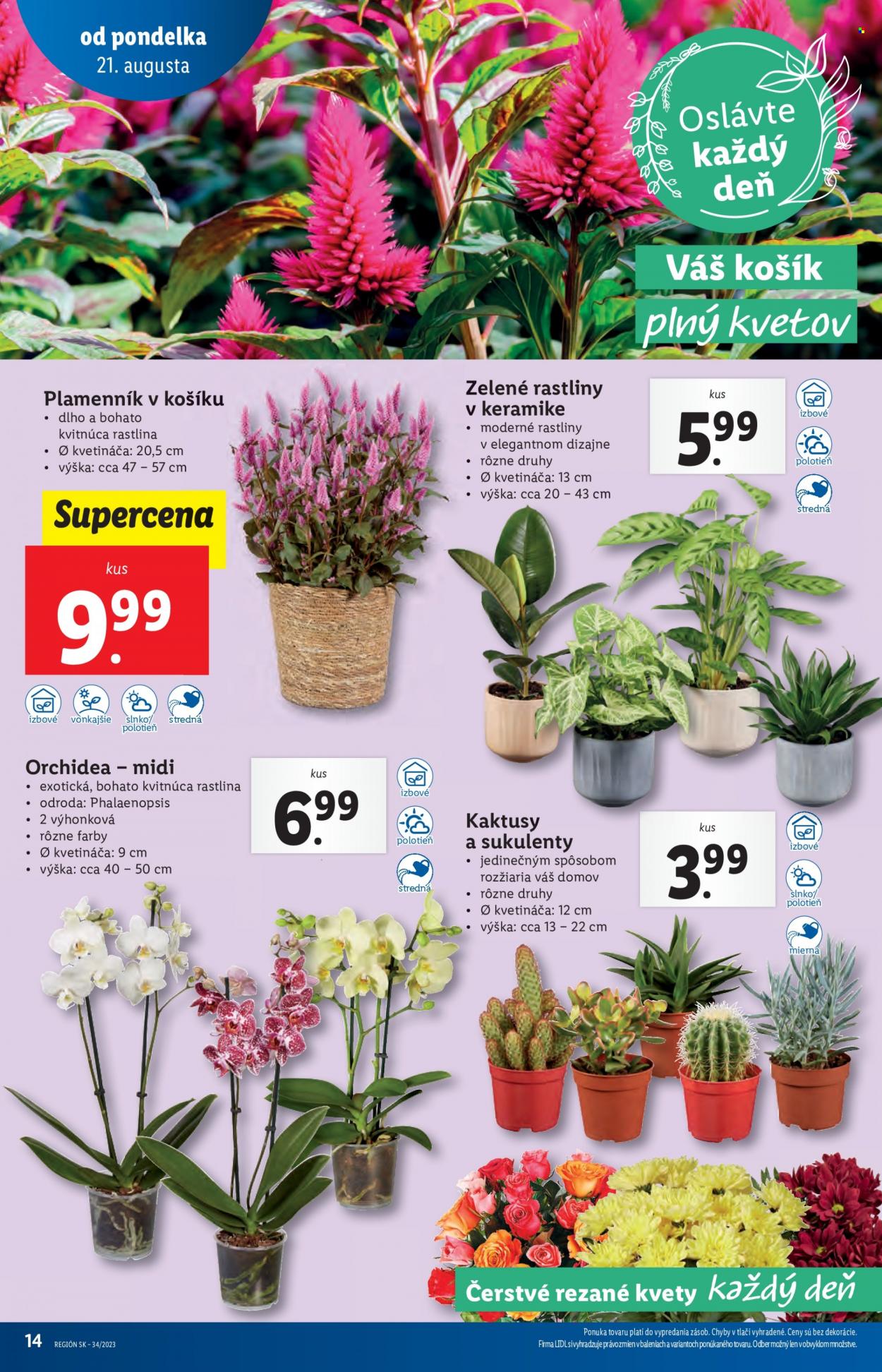 Leták Lidl - 21.8.2023 - 27.8.2023. Strana 21