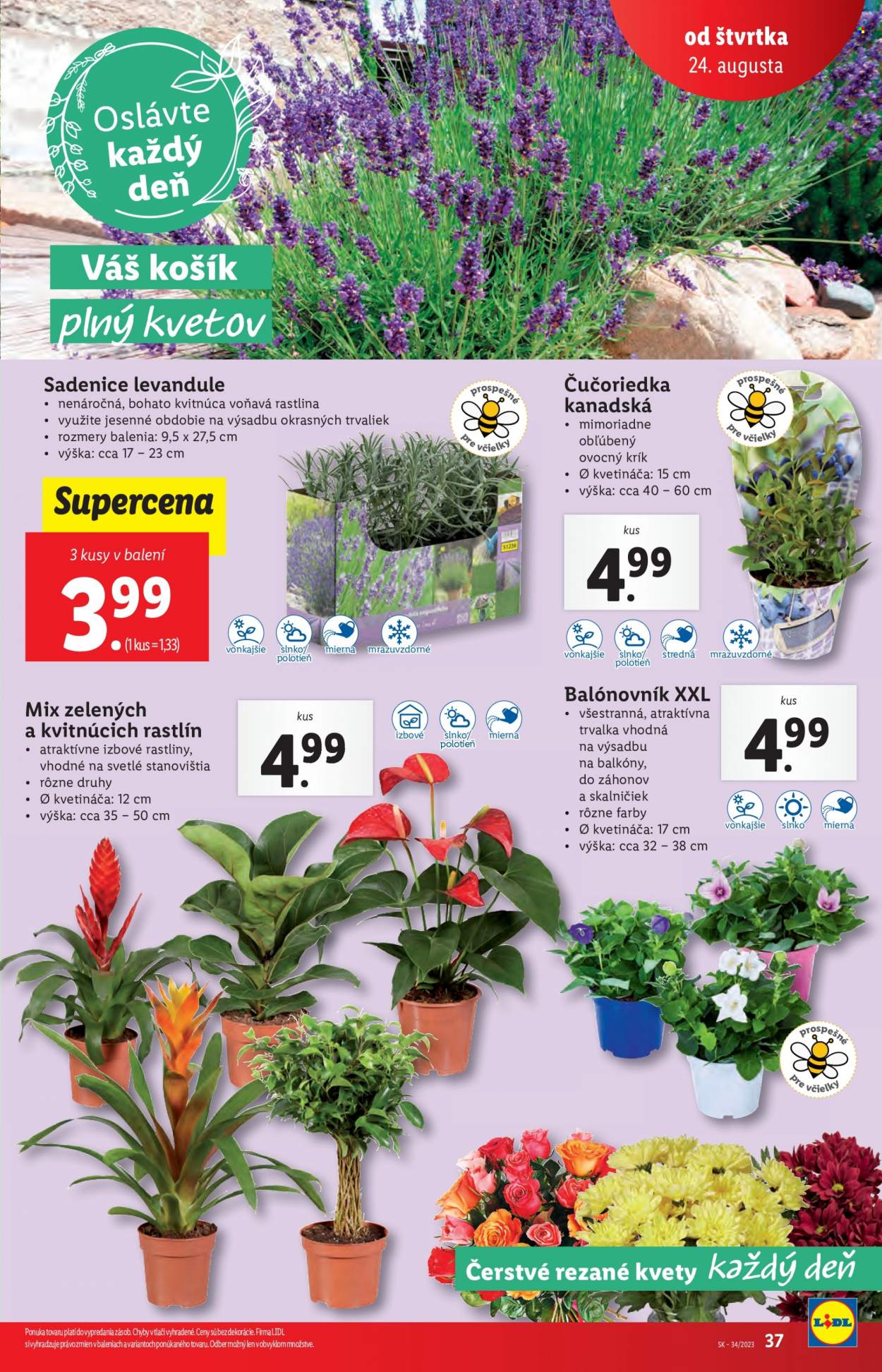Leták Lidl - 24.8.2023 - 27.8.2023. Strana 48