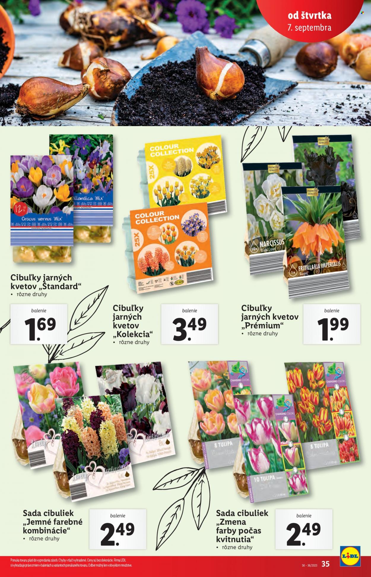 Leták Lidl - 7.9.2023 - 10.9.2023. Strana 37