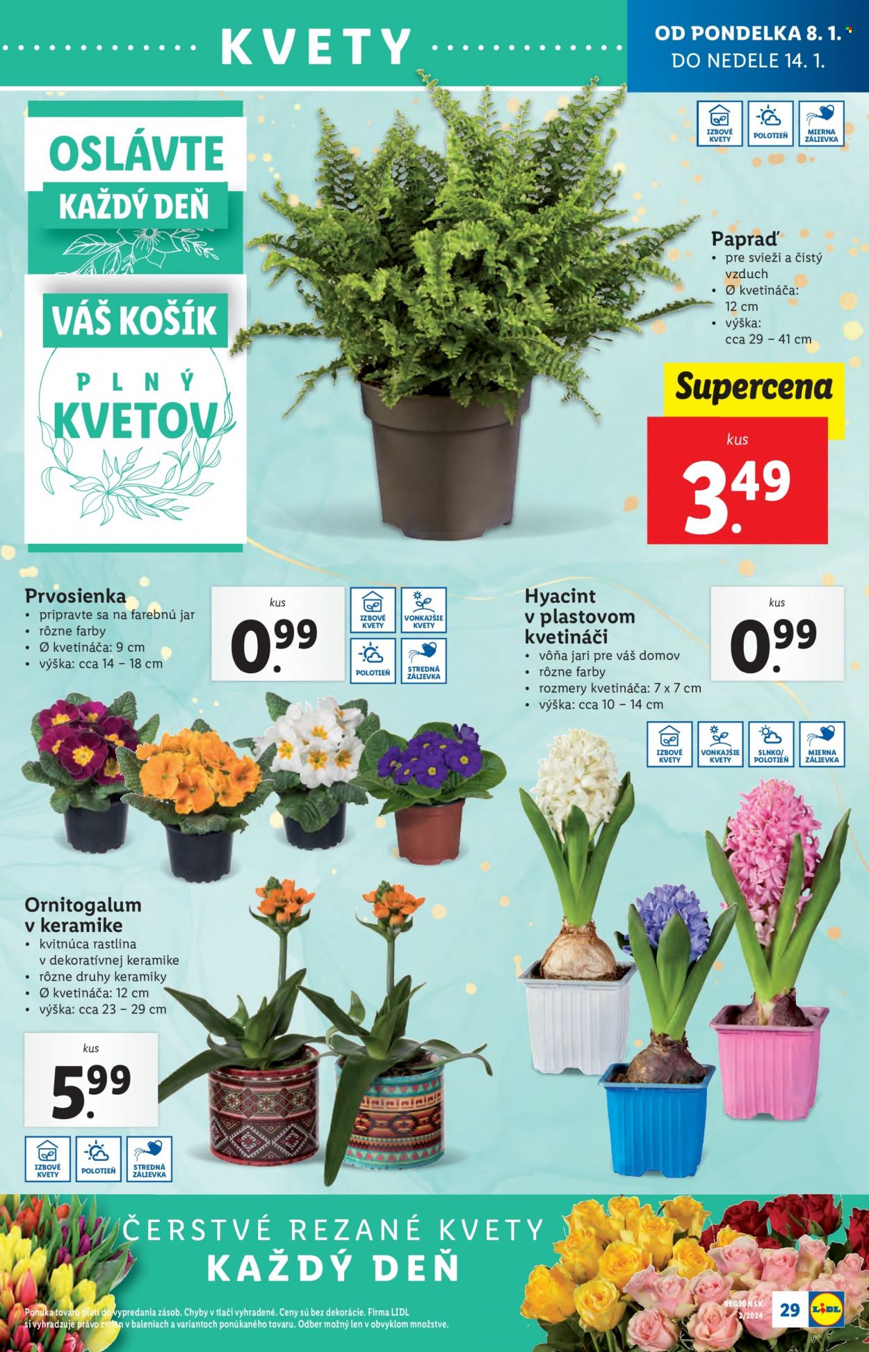 Leták Lidl - 8.1.2024 - 14.1.2024. Strana 37
