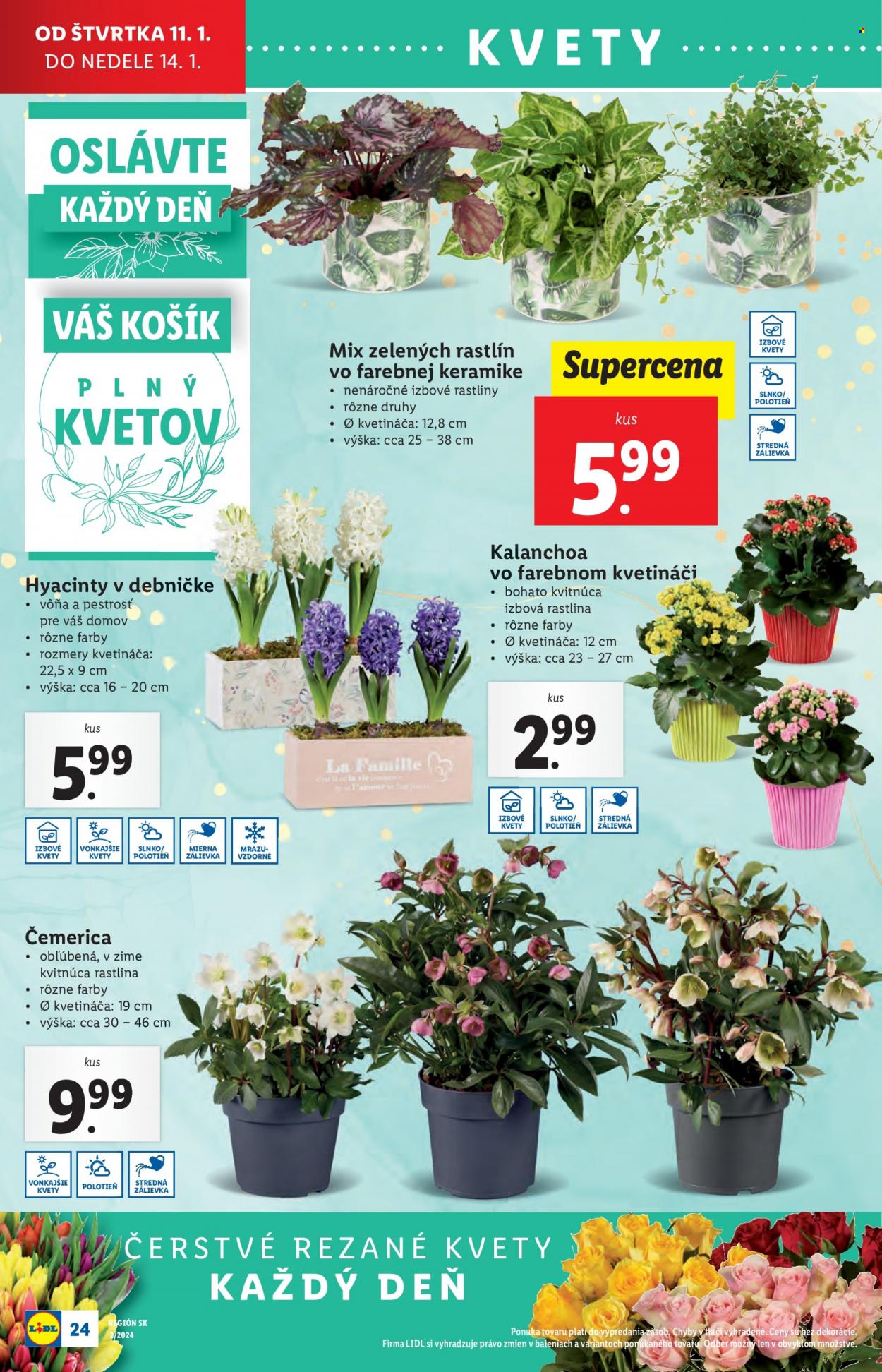 Leták Lidl - 11.1.2024 - 14.1.2024. Strana 30