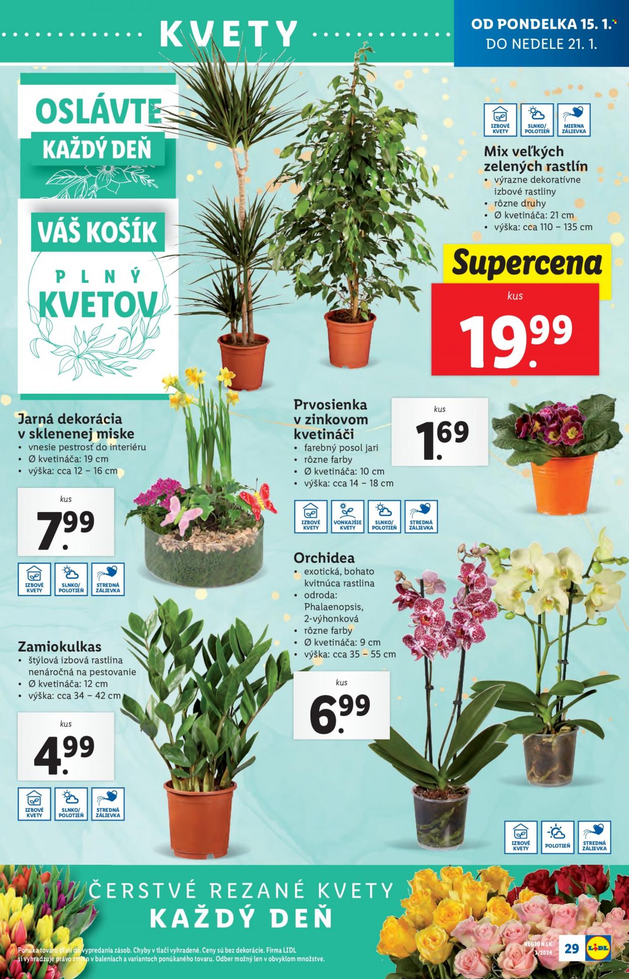 Leták Lidl - 15.1.2024 - 21.1.2024. Strana 37