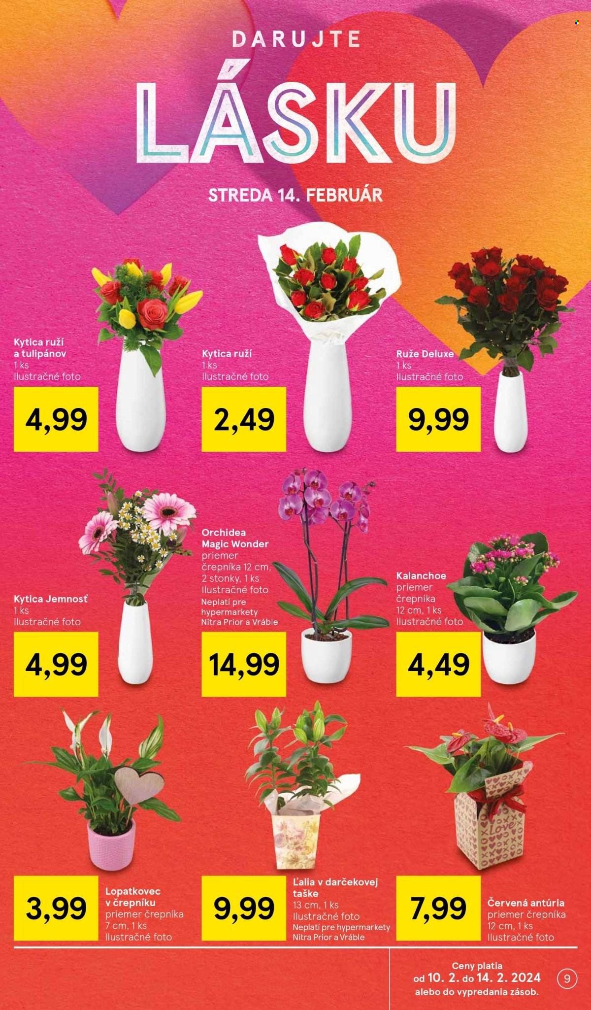 Leták TESCO - 7.2.2024 - 13.2.2024. Strana 9