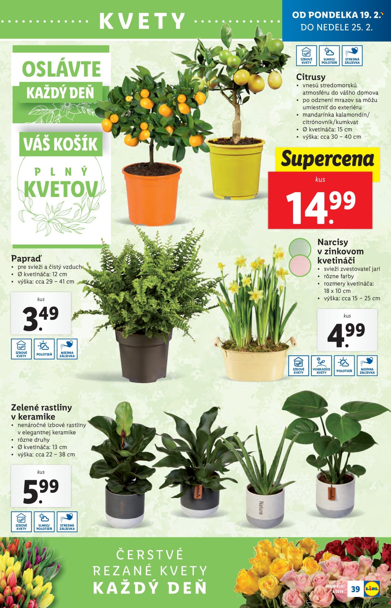 Leták Lidl - 19.2.2024 - 25.2.2024. Strana 49