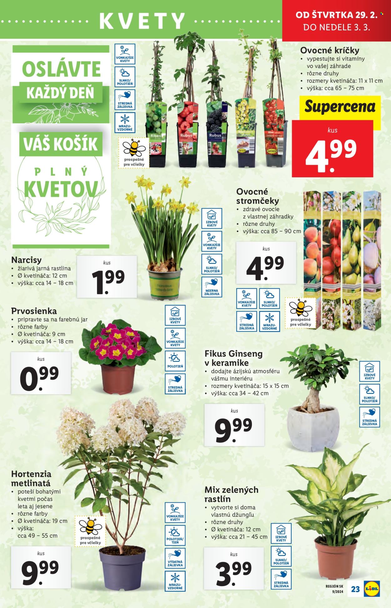 Leták Lidl - 26.2.2024 - 3.3.2024. Strana 25