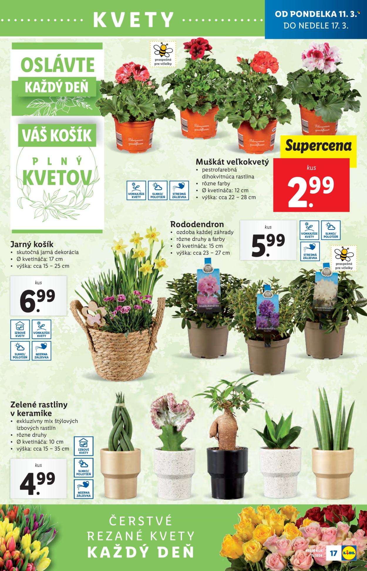 Leták Lidl - 11.3.2024 - 17.3.2024. Strana 29