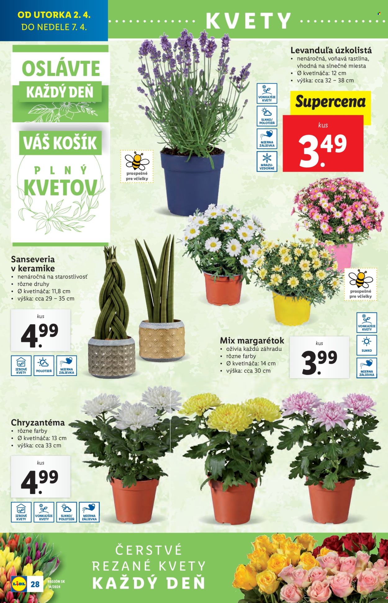 Leták Lidl - 2.4.2024 - 7.4.2024. Strana 34