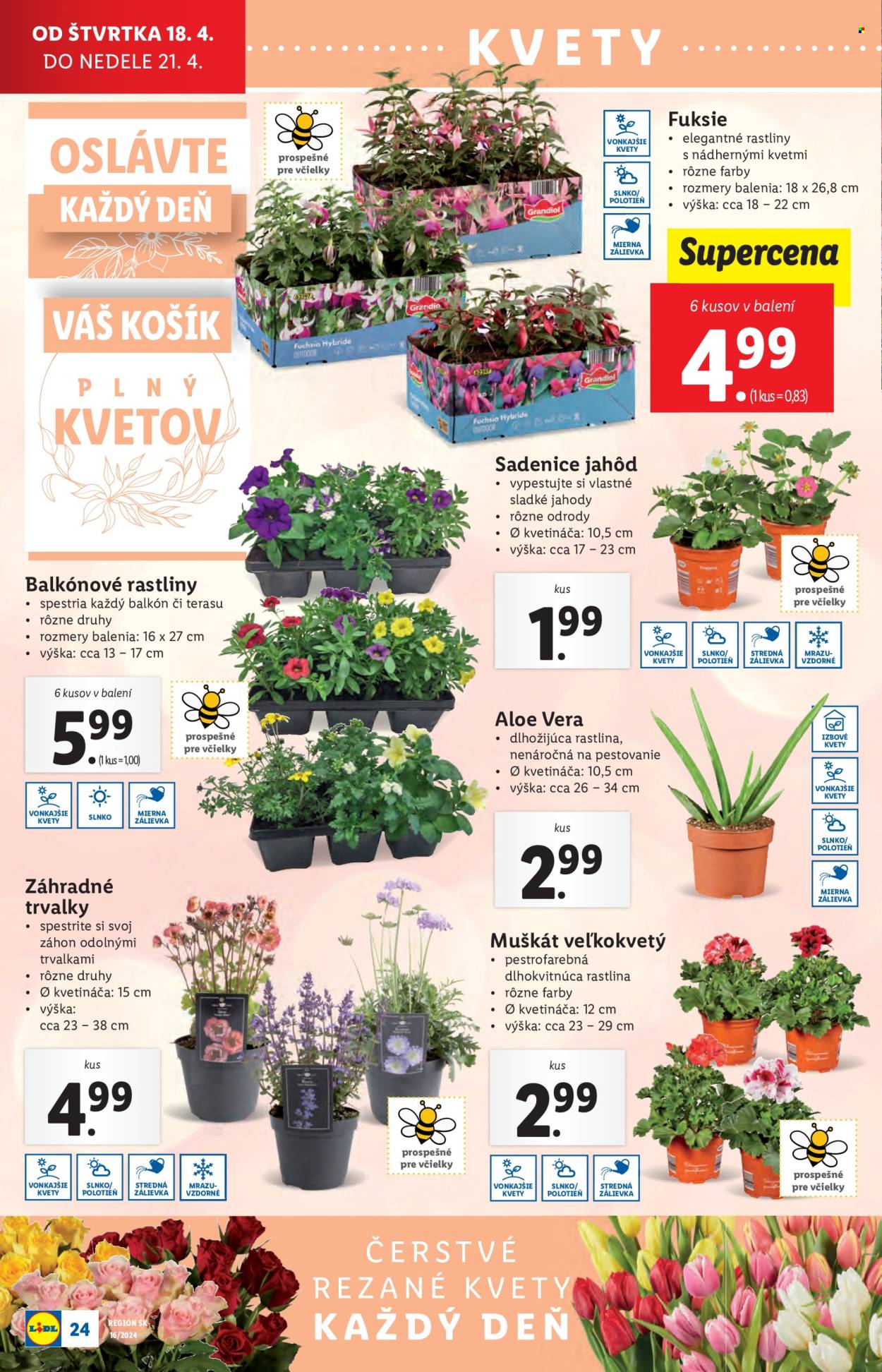 Leták Lidl - 18.4.2024 - 21.4.2024. Strana 36