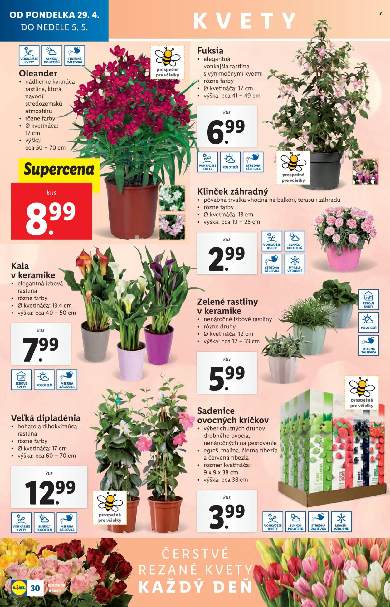 Leták Lidl - 29.4.2024 - 5.5.2024. Strana 34