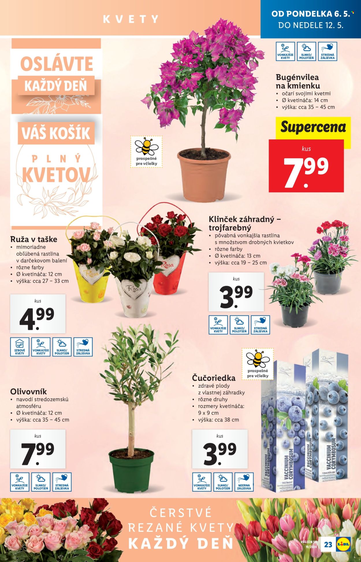 Leták Lidl - 6.5.2024 - 12.5.2024. Strana 27