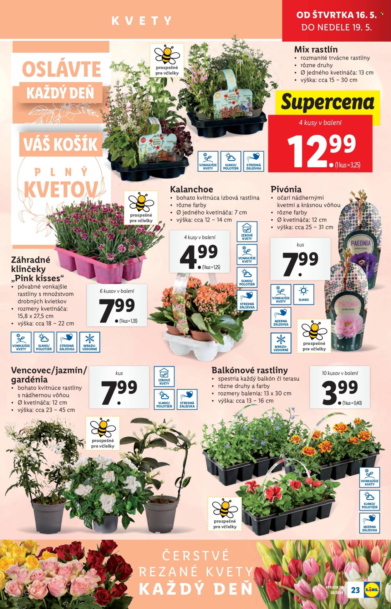 Leták Lidl - 16.5.2024 - 19.5.2024. Strana 31