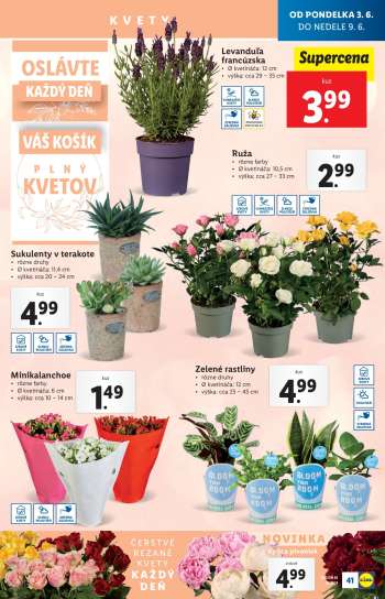 thumbnail - Minikalanchoe