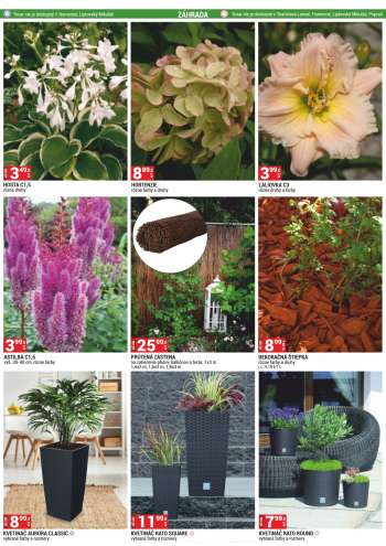 thumbnail - Aastilbe